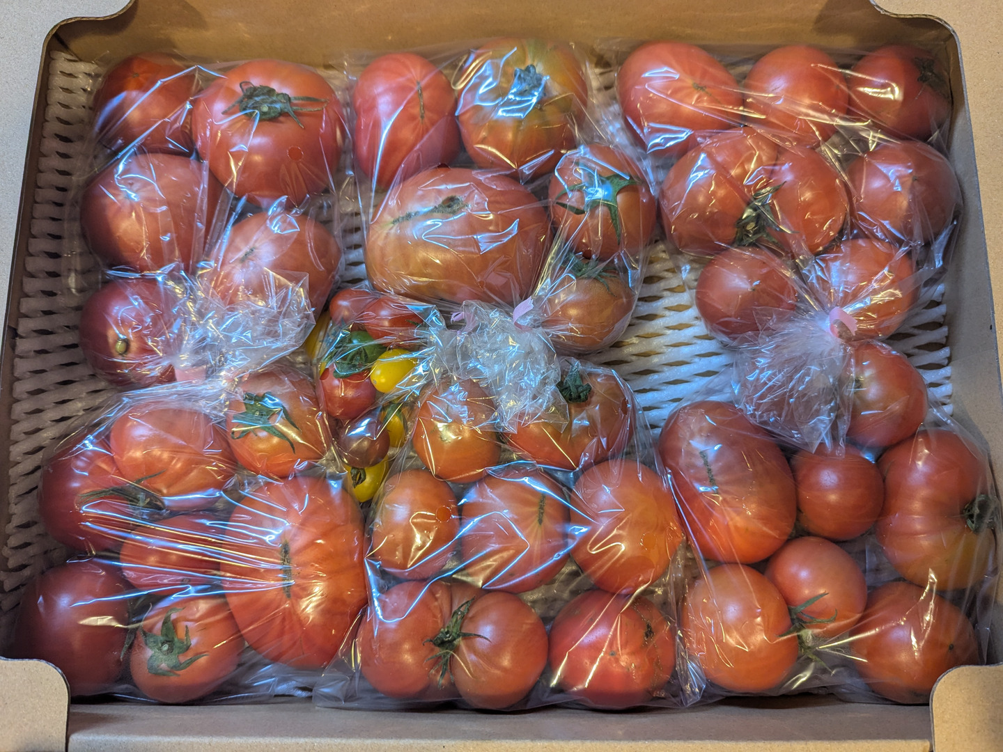 アルテトマトなかま3kg】深い旨味の高糖度トマト（規格外品