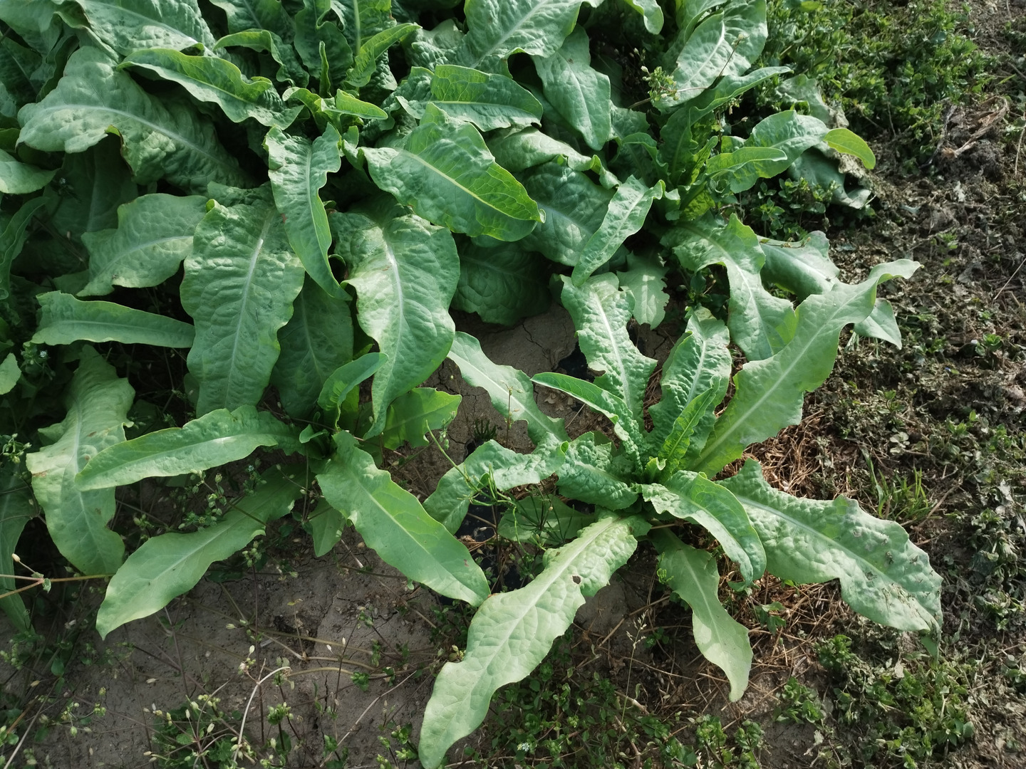 コリコリ食感！『茎レタス』※5kg以内（80サイズを） レア野菜