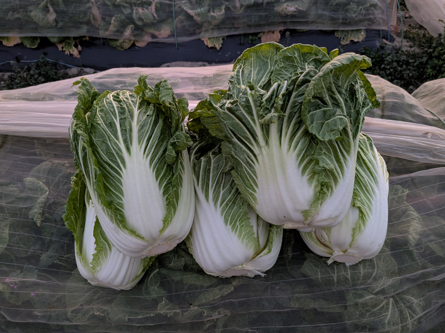 楽天 訳あり》黄芯白菜5玉【漢方栽培】：京都府産のその他白菜｜食べ 野菜