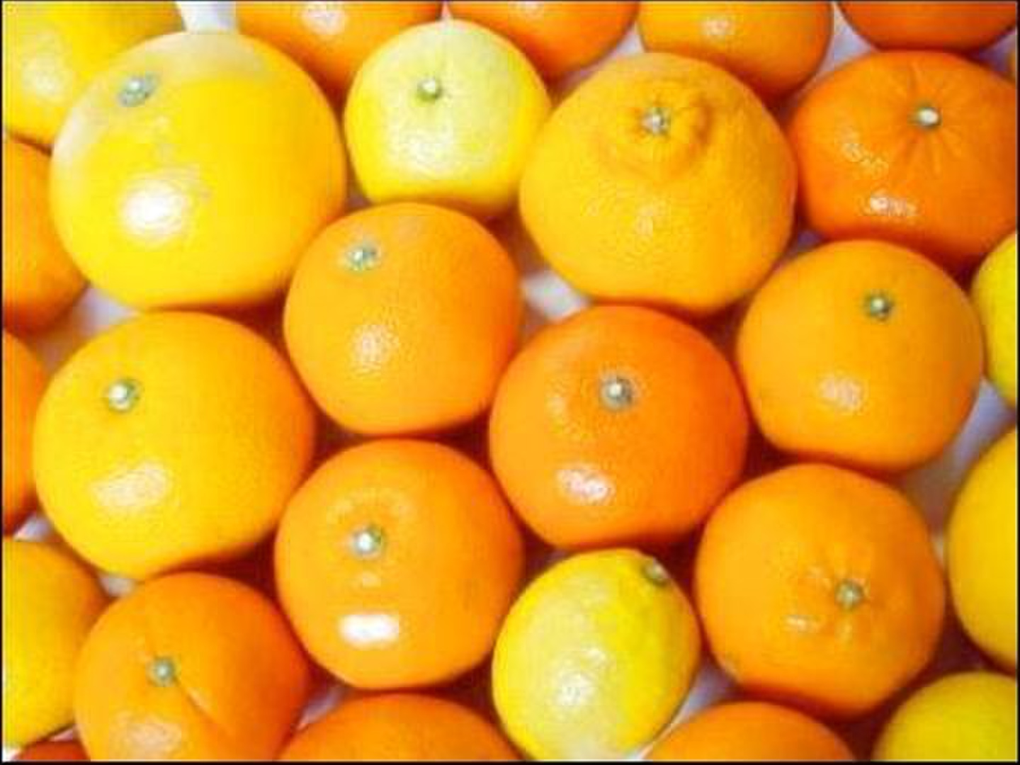 【在庫あり/即出荷可】 無・早採り青みかん1kg：広島県産のみかん・柑橘類｜食べチョク ぬいぐるみ