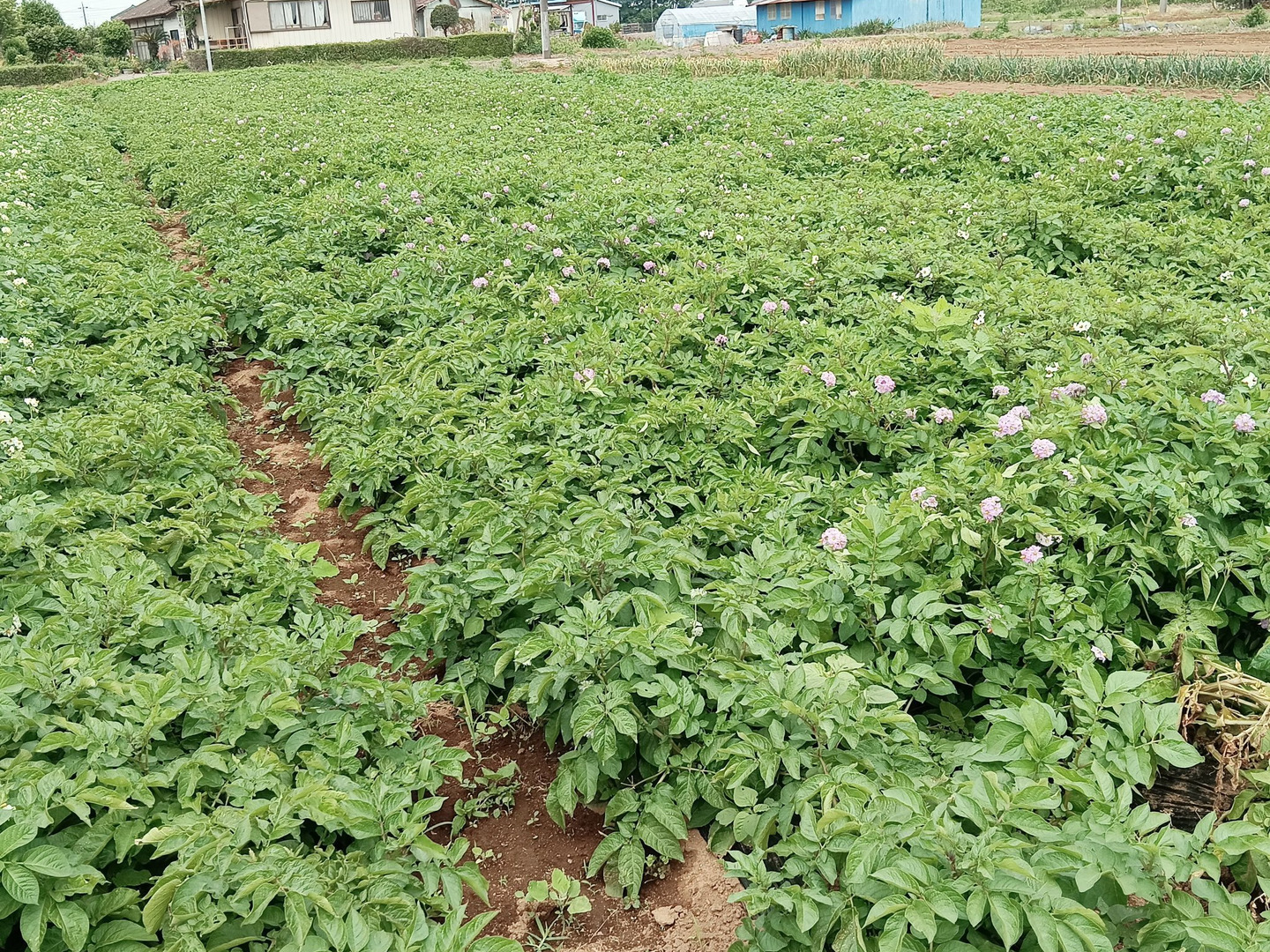新じゃがいも⭐キタアカリ⭐(4kg)茨城県産：茨城県産の