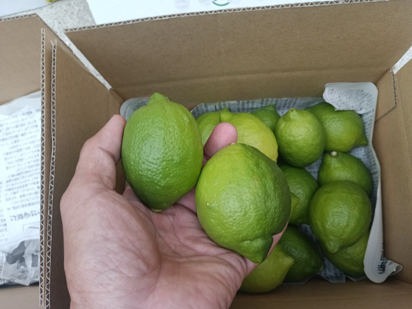 防腐剤、ワックス不使用 皮ごと使用綺麗な広島県産レモン 良品10kg