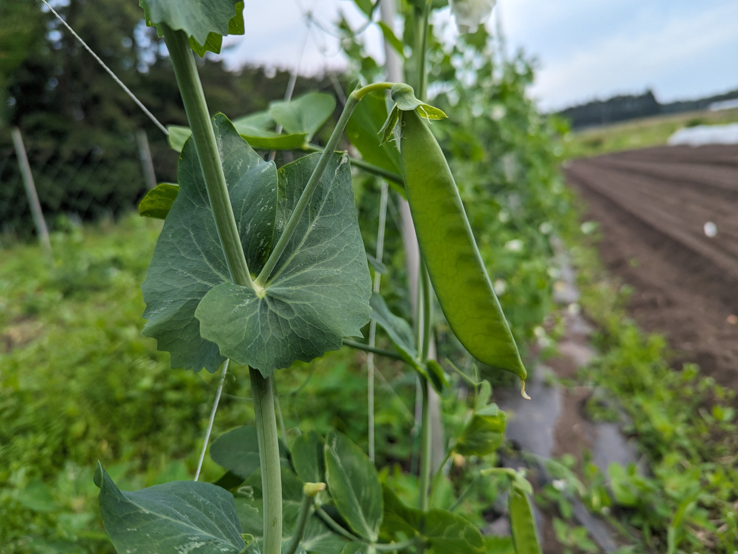 農薬化学肥料不使用】朝採り絹さや100g：青森県産のエンドウ