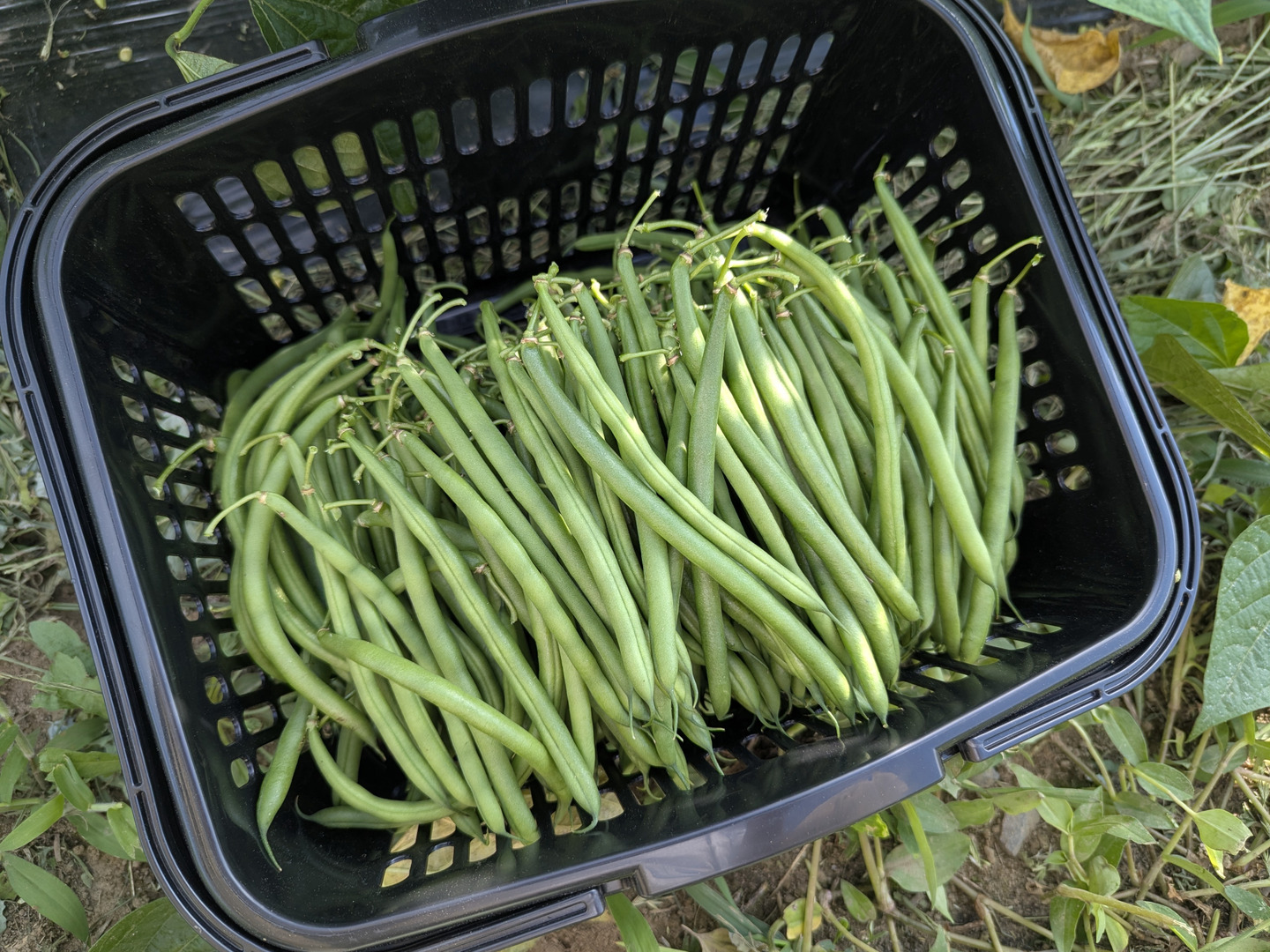 安曇野産さやいんげん 規格外700g：長野県産のインゲン｜食べチョク