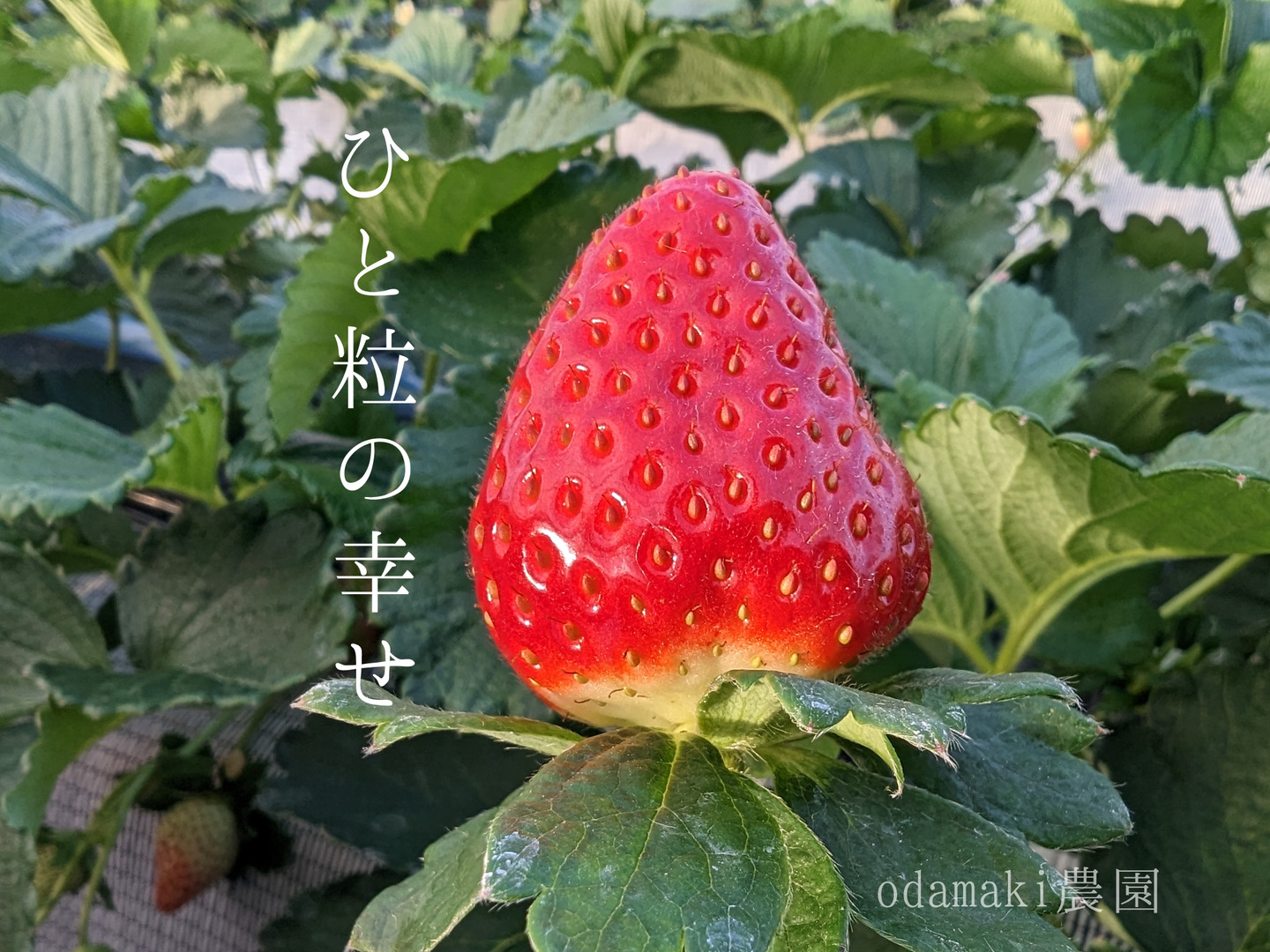 りこ冷凍イチゴ 古都華３キロ、真珠姫1キロセット 61vBa4Ait7L._UF350,350_QL80_.jpg