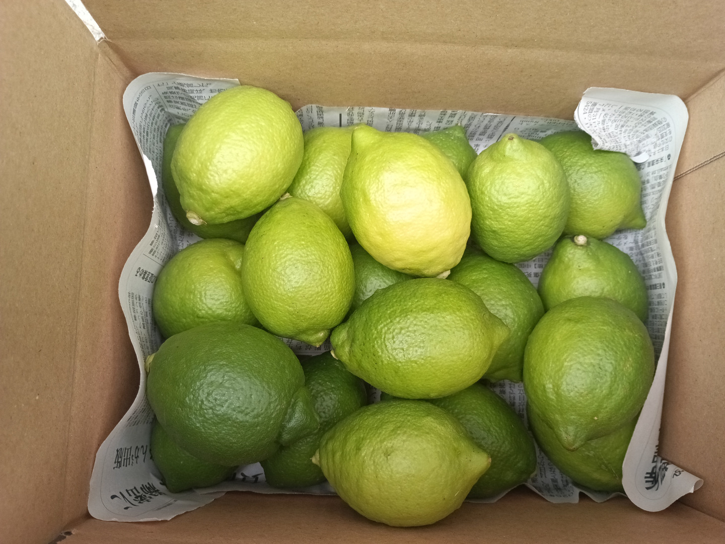 防腐剤、ワックス不使用 皮ごと使用 広島県産綺麗なレモン良品 2kg(約