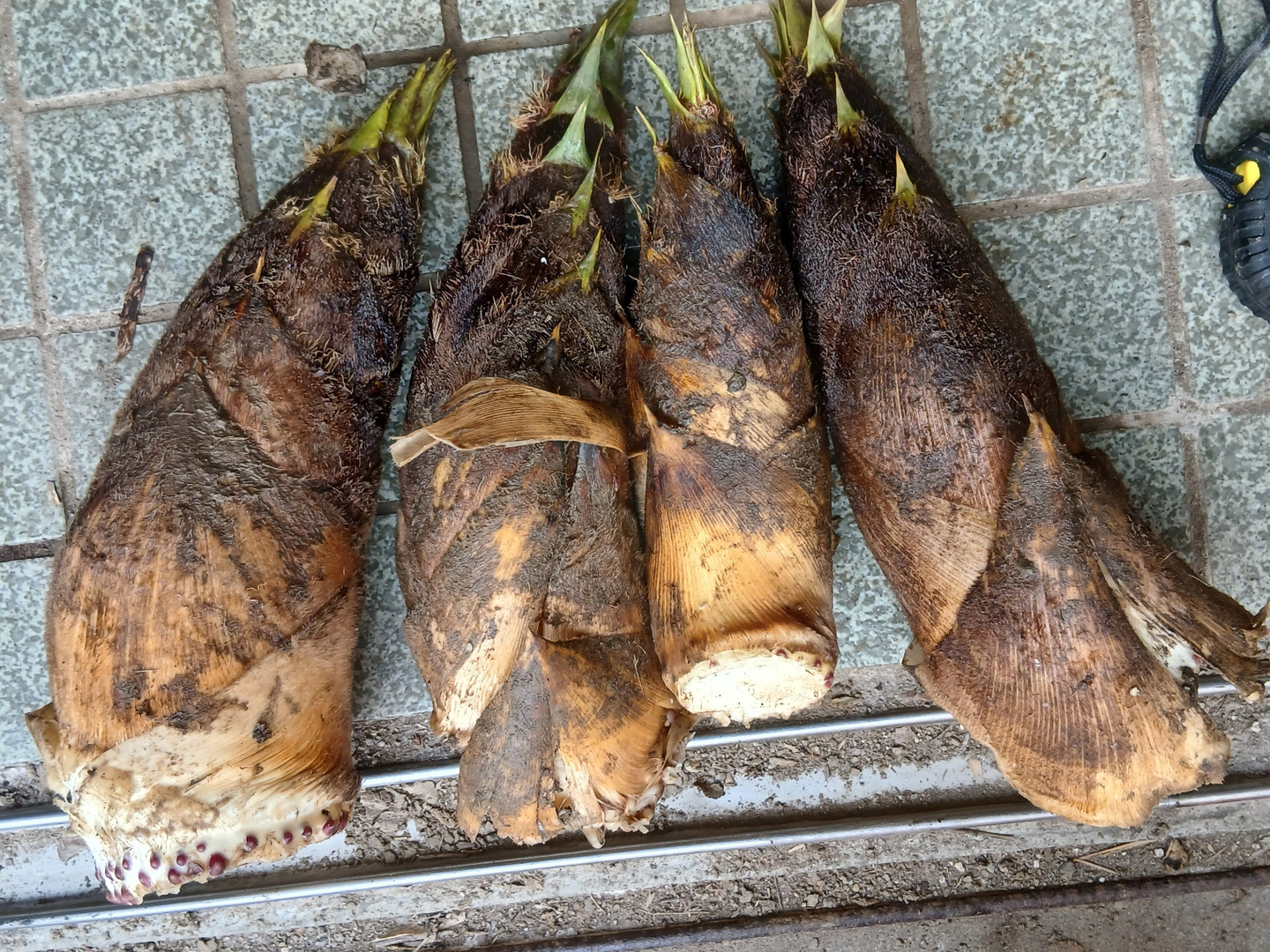 孟宗竹の筍 8Kg 宮崎県 産地直送 農薬、肥料は一切つかわず、自然栽培