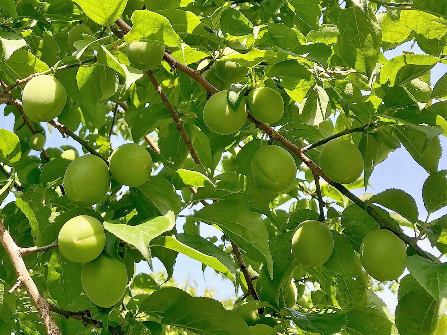 白加賀/青梅 自然栽培 農薬、化学・動物性肥料不使用 ☆Lサイズ