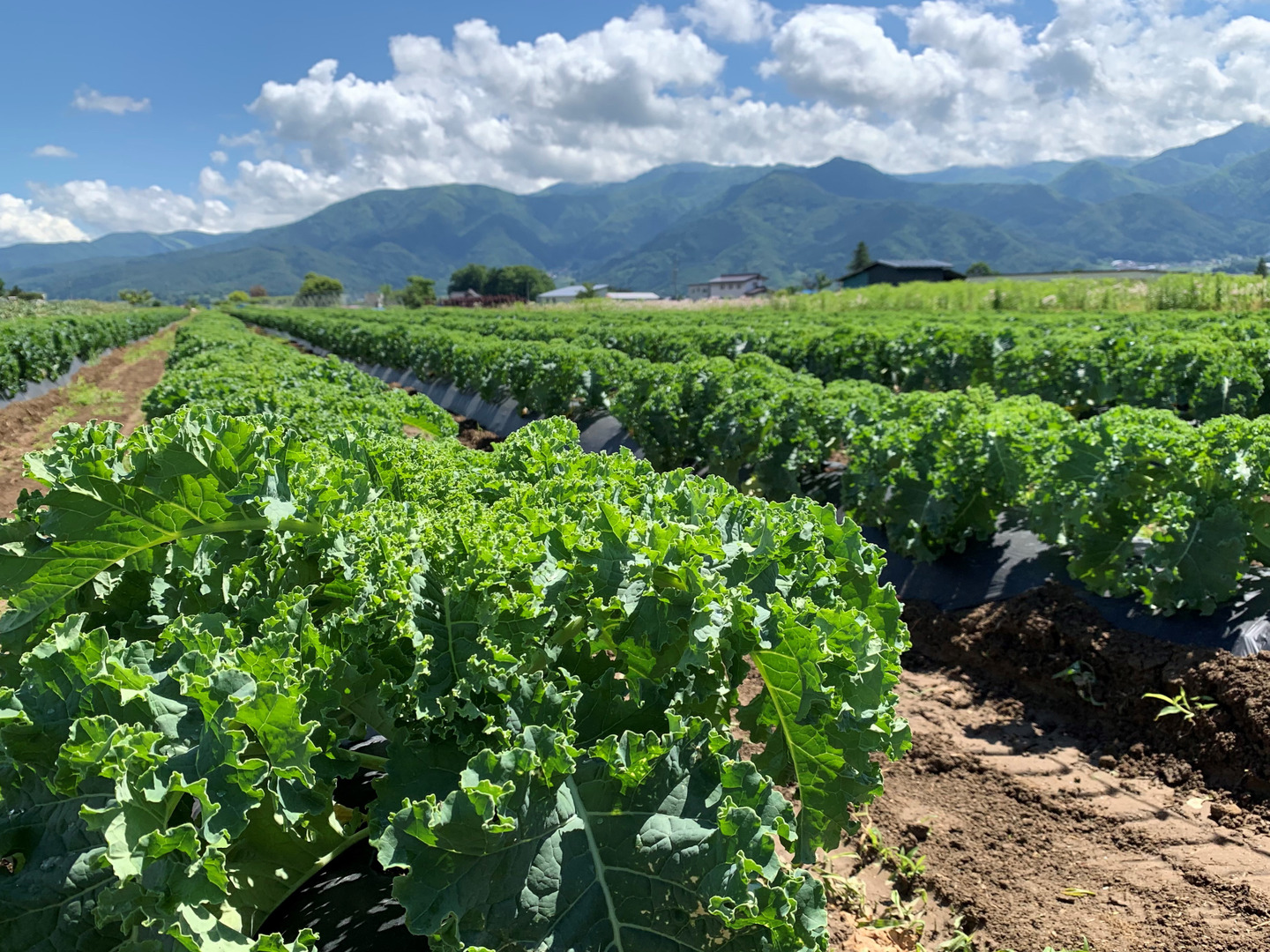 野菜の王様サラダケール♪ | 野菜/葉物 産直アウル 農家から直接