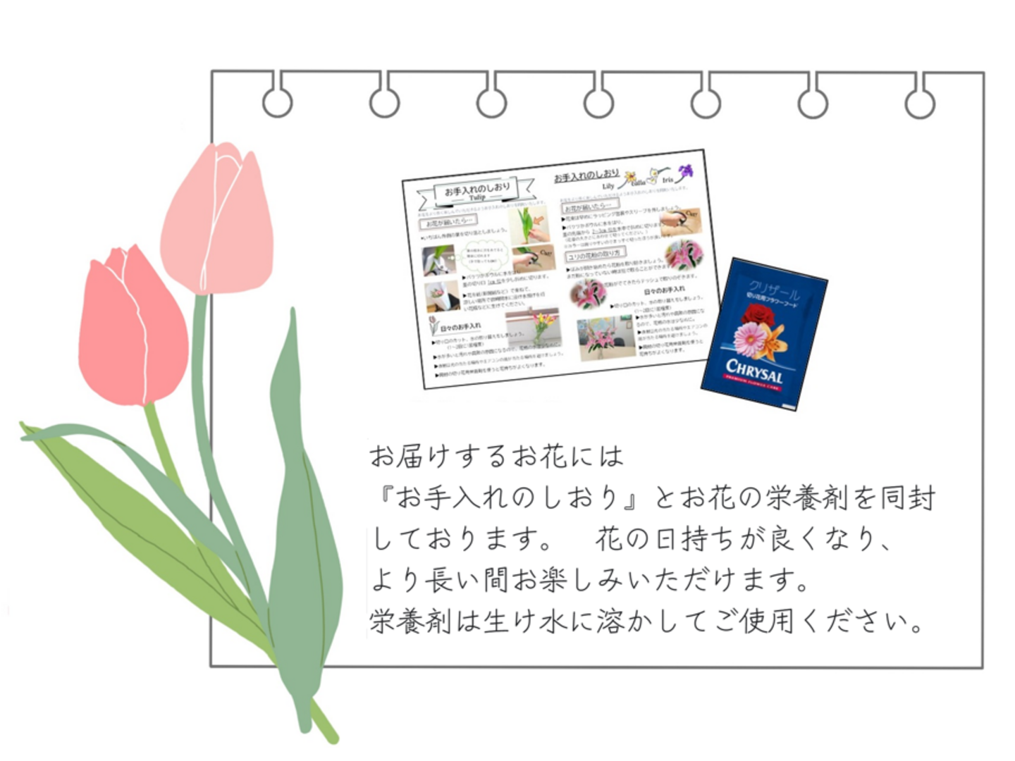ラッピングチューリップ ボリュームたっぷり30本束!!（花色