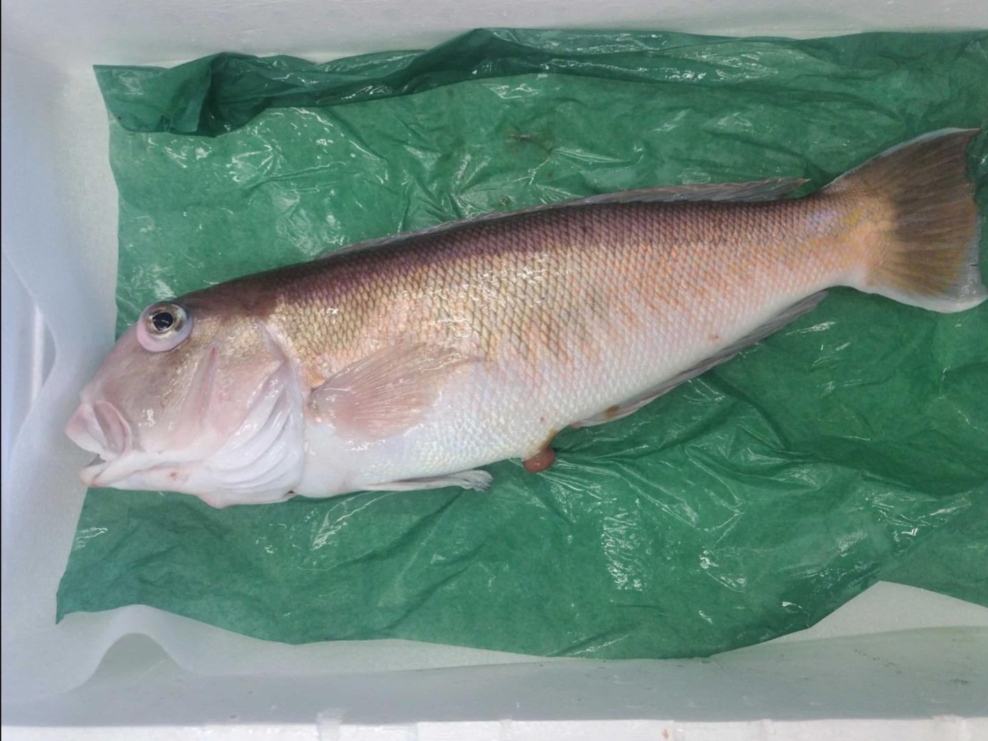 限定一本】幻の超高級魚/白甘鯛/白皮/1.6kg【生】【冷蔵】：鳥取県産の