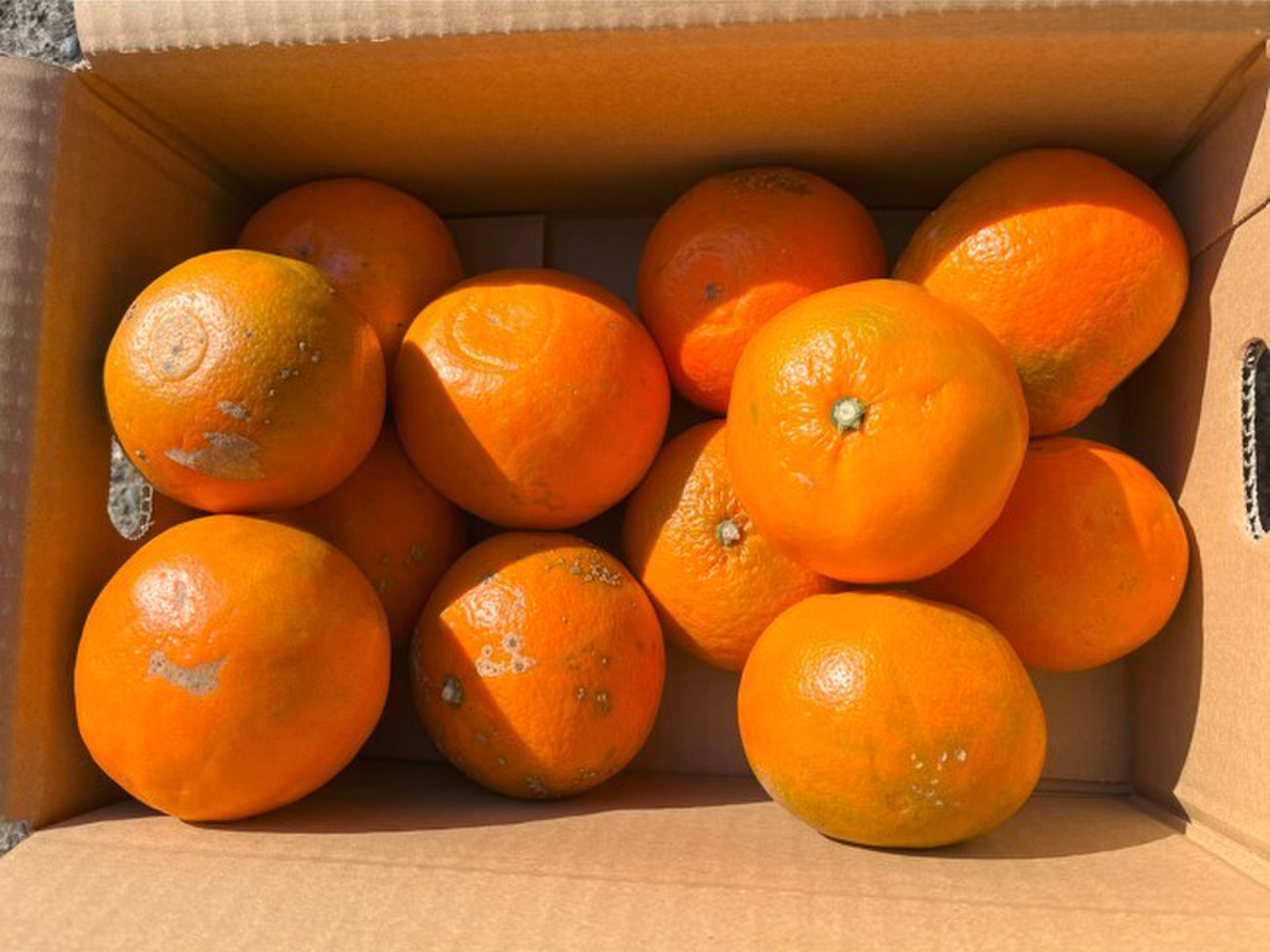熊本新品種！くまもとEC12 B品🍊約4.5kg🍊2023年デビュー
