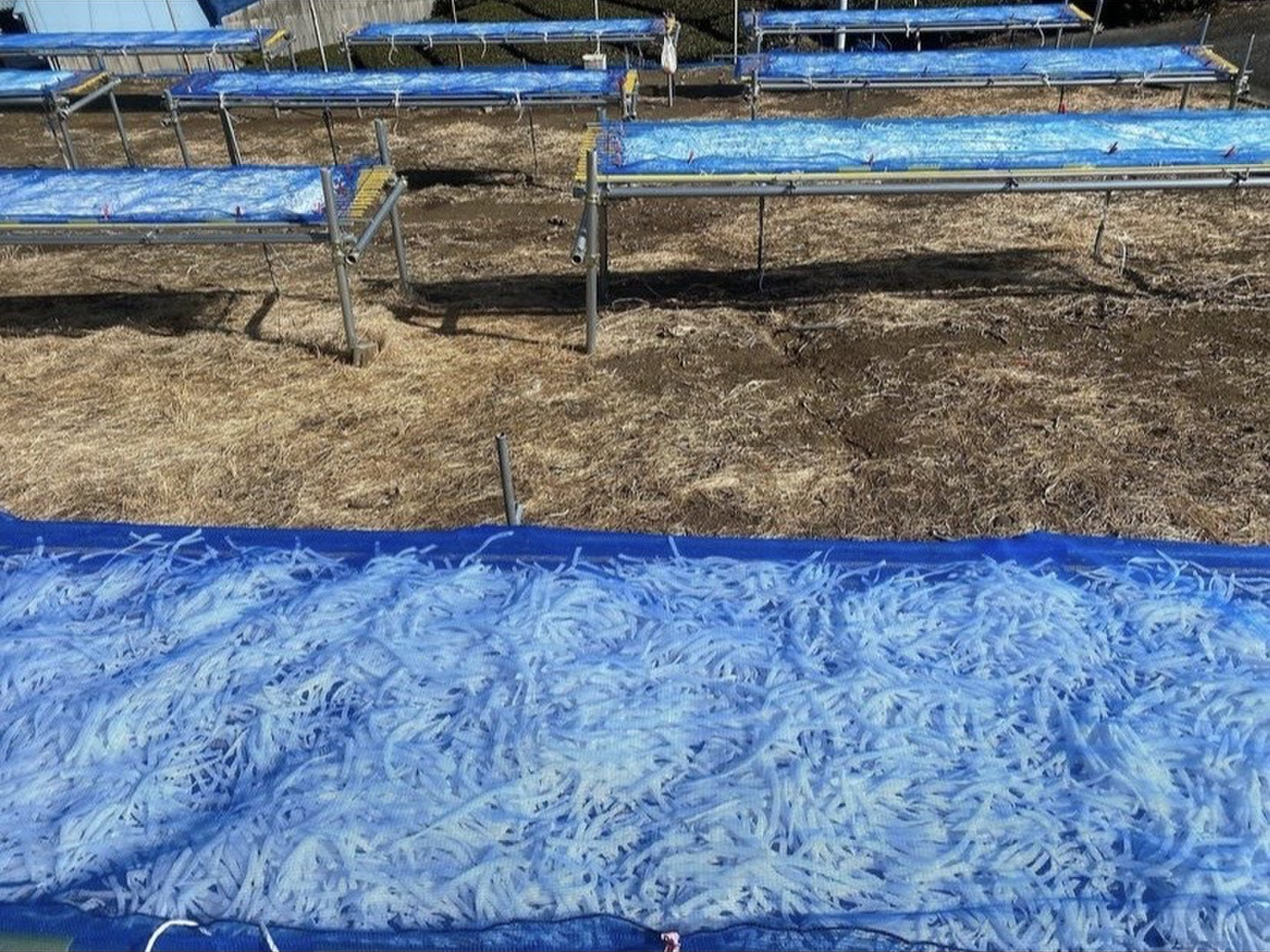 干し大根　農家直送　20kg 国産 三浦こだわり大根使用 切り干し大根 大容量 120g 天日干し