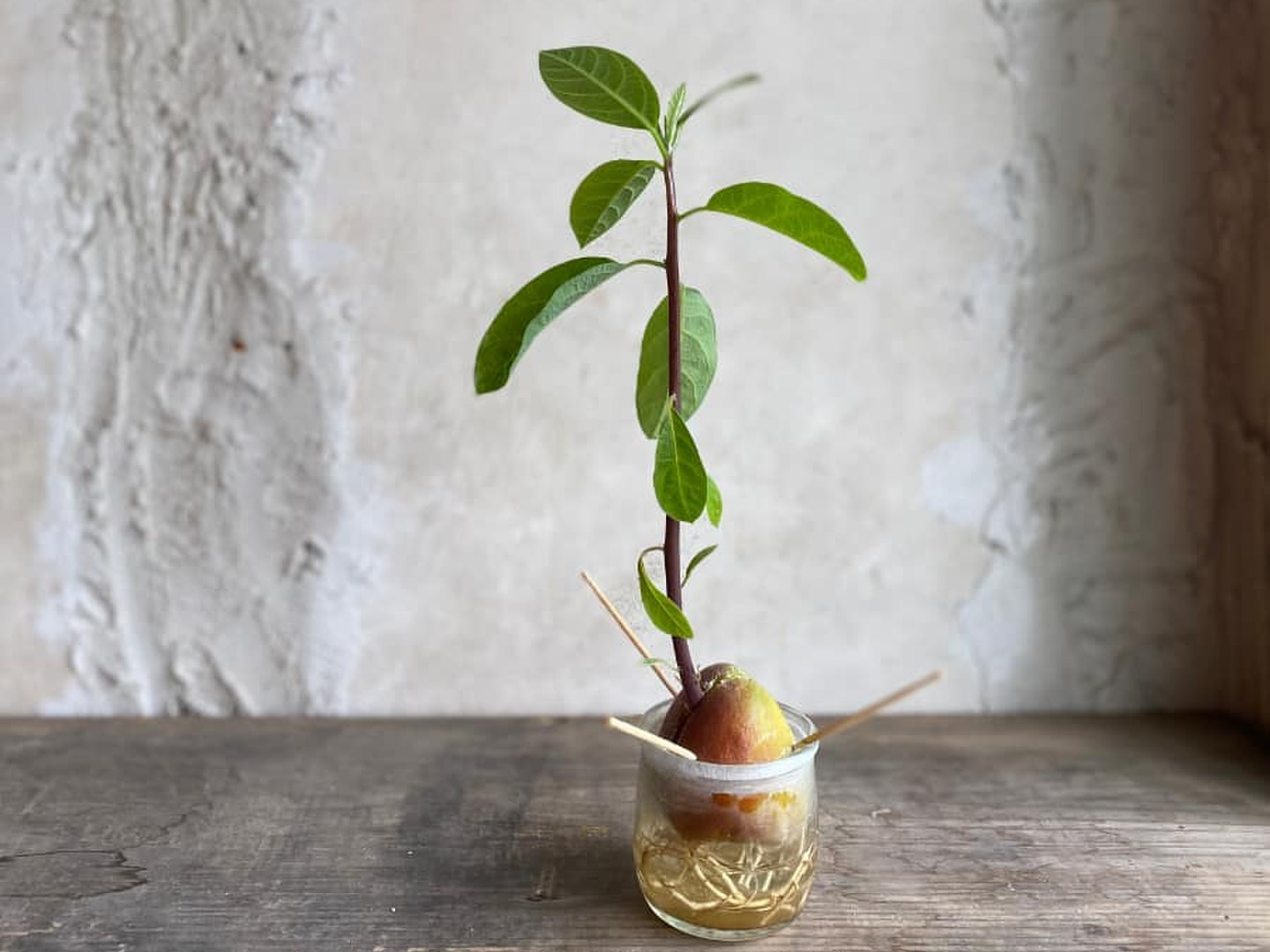アボカド ウインターメキシカン | GreenShop,果樹 | 園芸用品