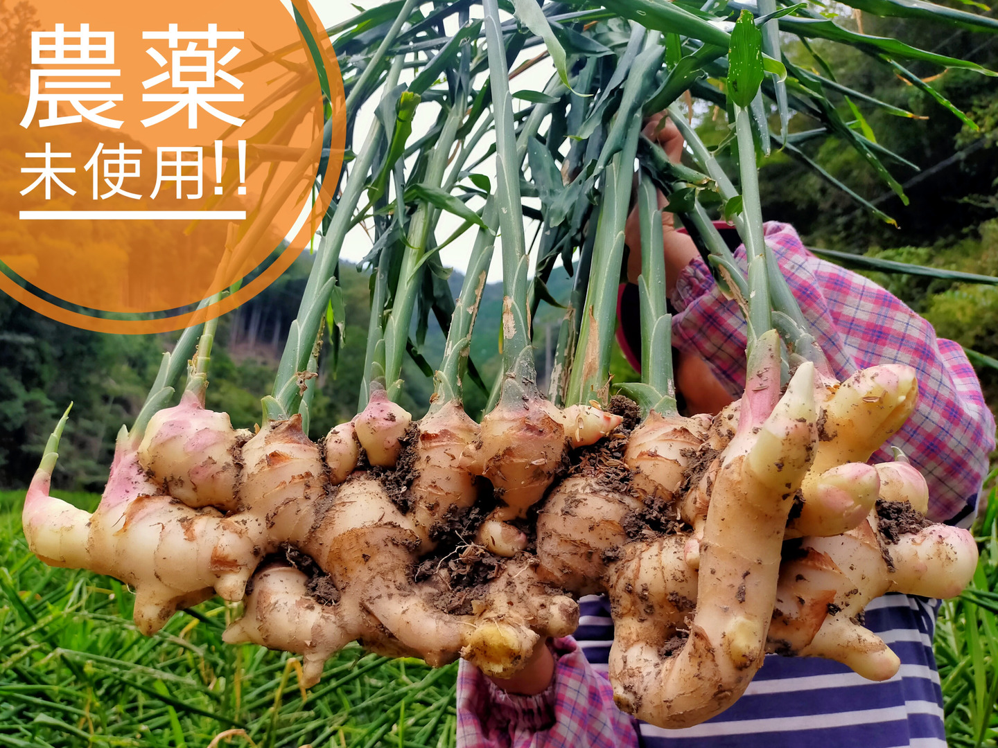 驚きの値段で 大分県産【自然栽培・生姜】種生姜にできます10キロ （予約 野菜