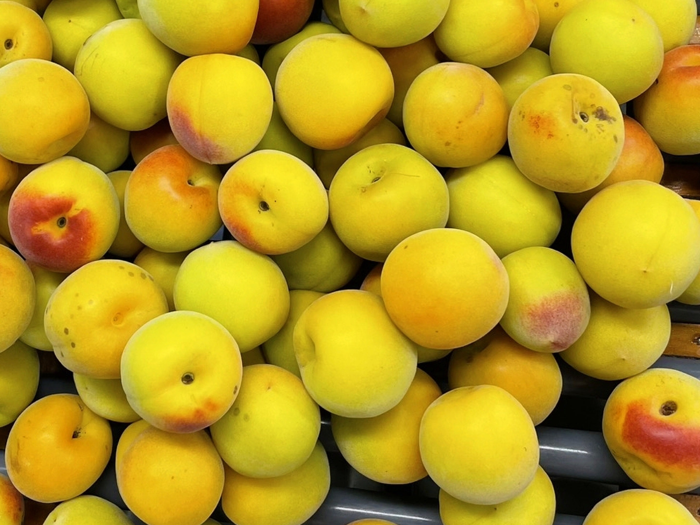 完熟 南高梅 10kg：和歌山県産の南高梅｜食べチョク｜産地直送(産直