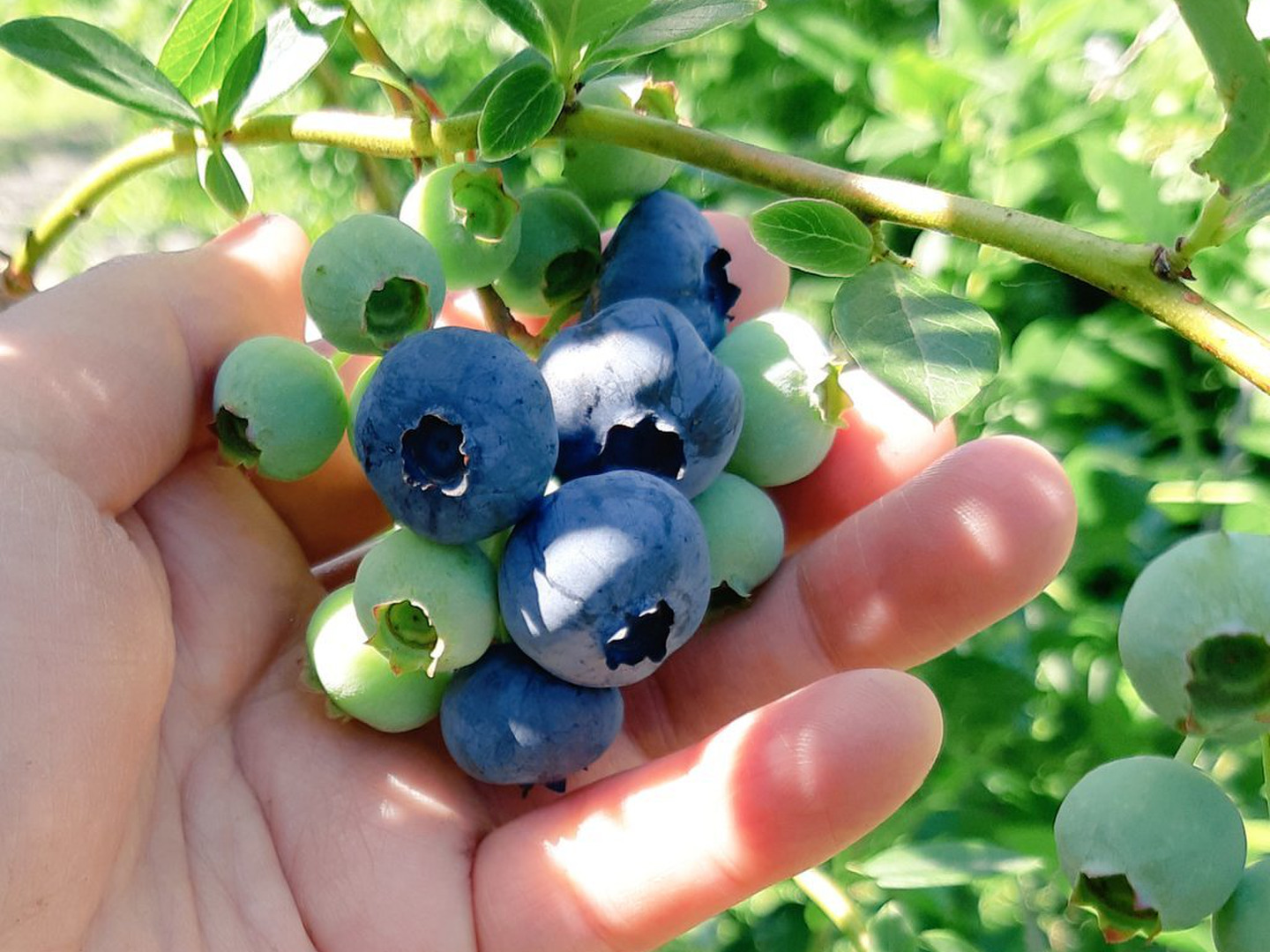摘みたて発送❣ フレッシュブルーベリー1kg：青森県産の