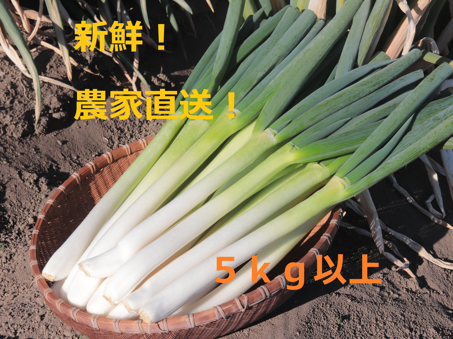 ふるさと納税 極太！甘い！》お蚕さまも手伝う「泥付き長ねぎ」【2L～3L 15本 野菜