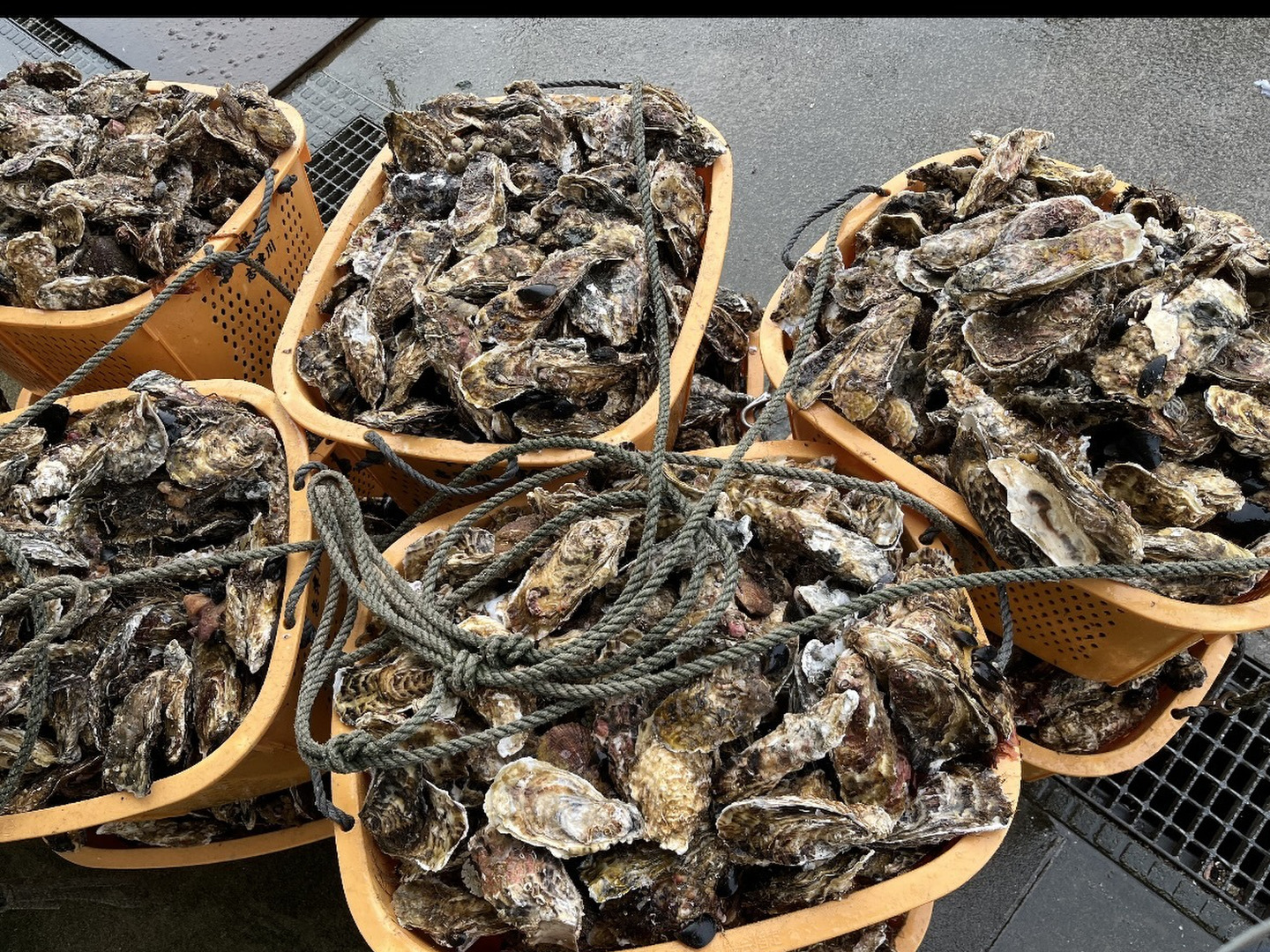 生食用　南三陸より真牡蠣6kg 送料込み　ご注文受付後水揚げ 南三陸志津川産 漁師直送 生食可 真牡蠣6kg 注文受付後水揚げ