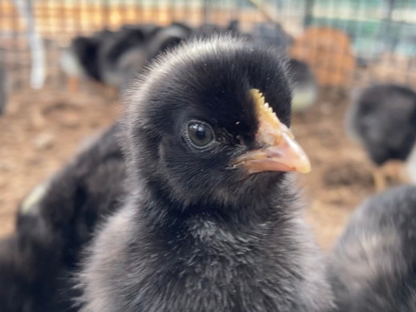 平飼い 卵 24個セット］ 岡崎おうはん 223EGG たまご：静岡県産の平飼い｜食べチョク｜産地直送(産直)お取り寄せ通販 -  農家・漁師から旬の食材を直送