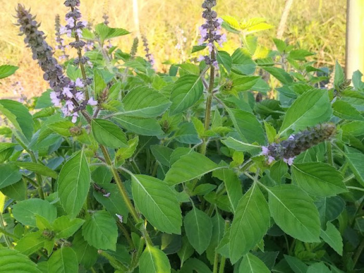 Amazon | ハーブ herb tea 【 炒り米 うるち 玄米 得用 10kg