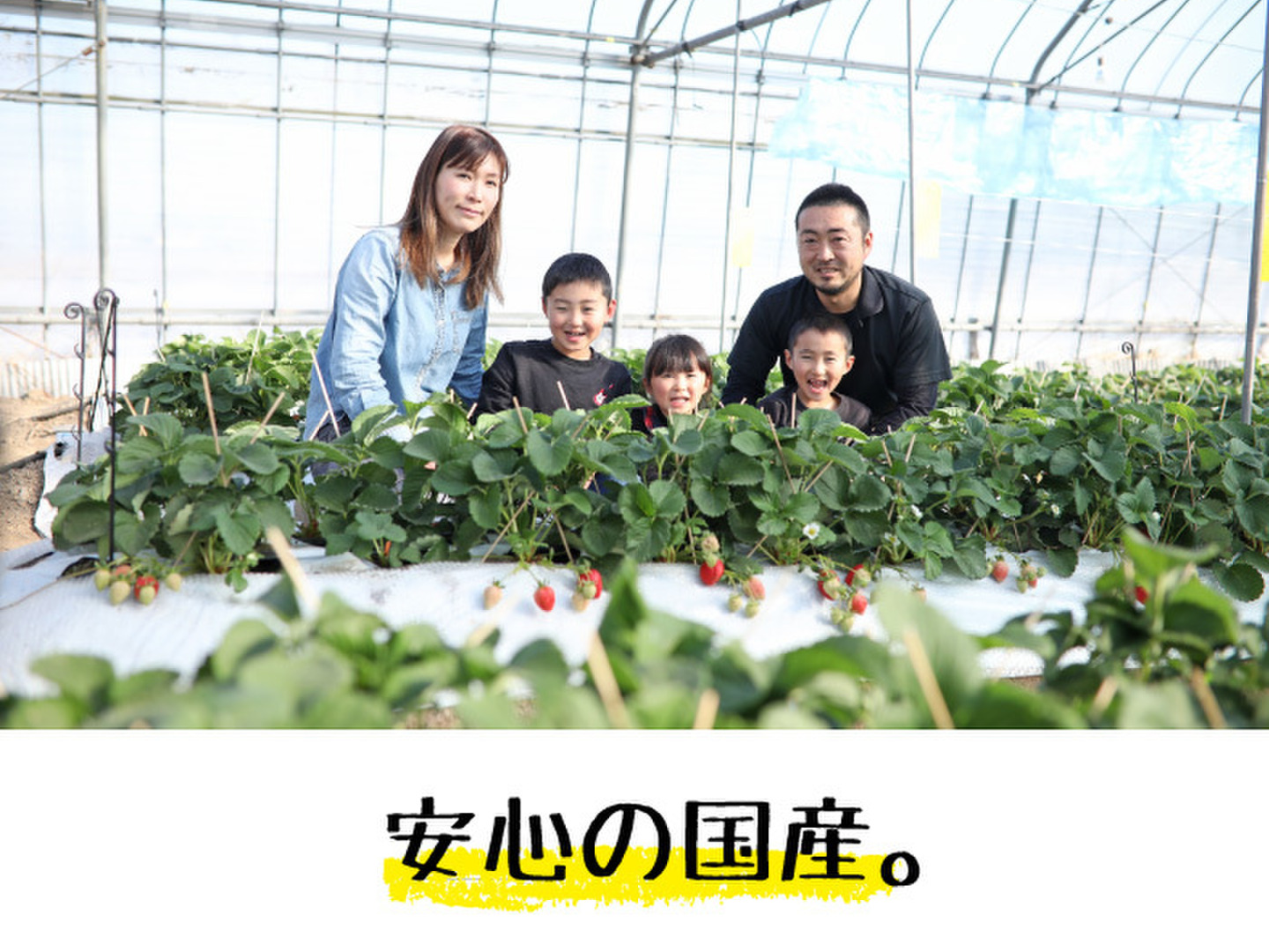 ☆両方食べたい人に☆「ぷち苺」「さら苺」6x6カップ 練乳付き