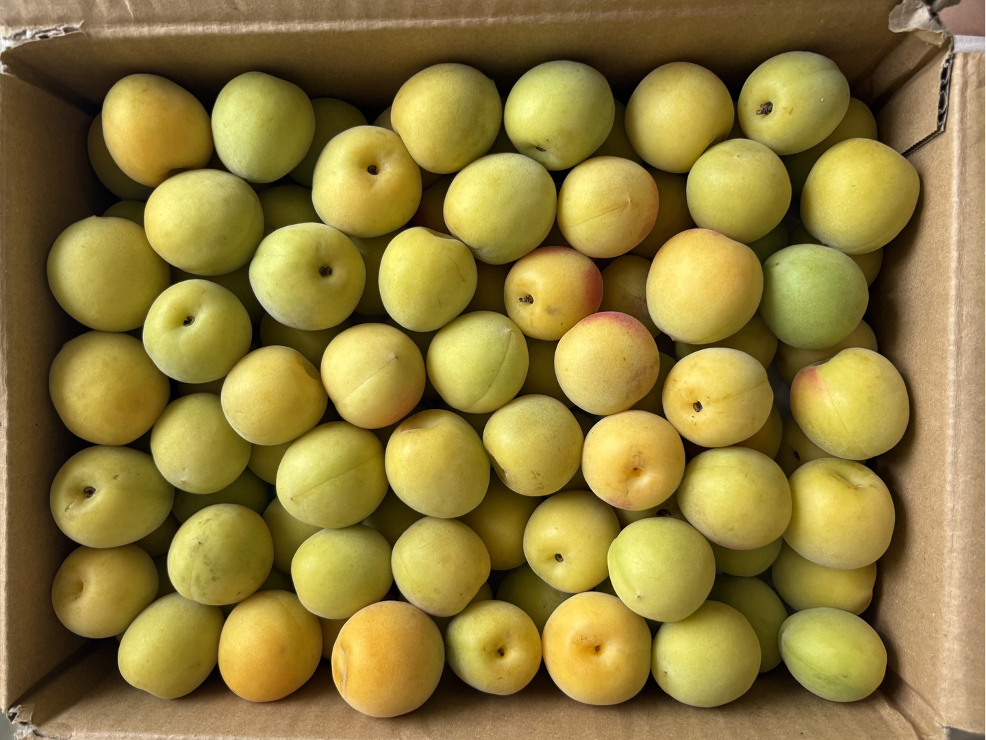 特別栽培】和歌山県産 南高梅Lサイズ(梅干し用)2.5kg：和歌山県