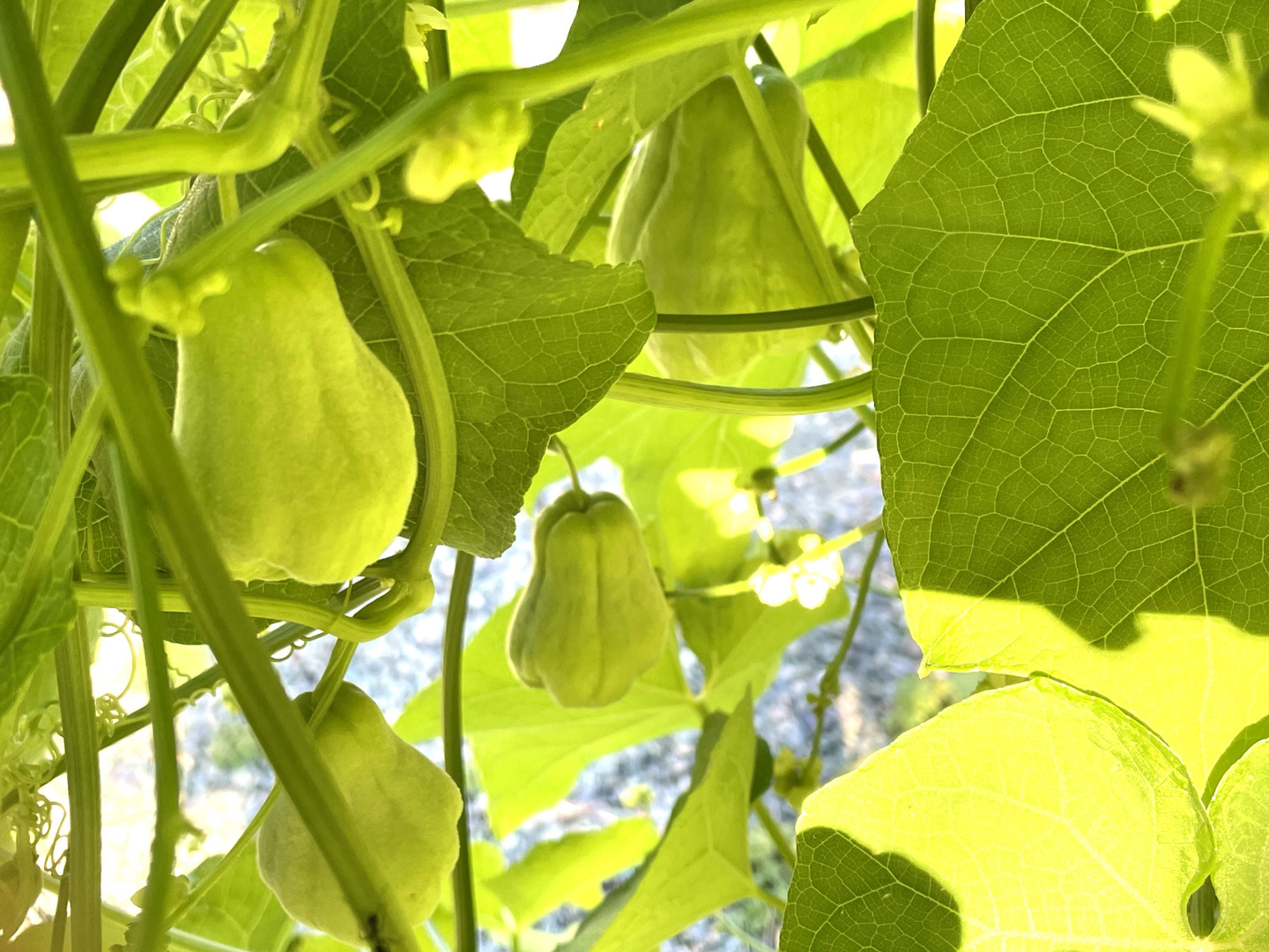 【メール便無料】 3bc788661a94aa5b7a840406c7bdd4 野菜