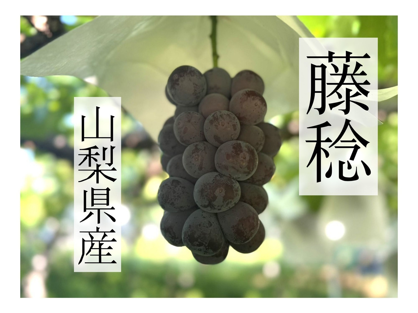 【モカ】藤稔の粒　箱込1kg弱 高級品種！大粒『藤稔』1kg以上 2房〜4房：山梨県産の藤稔｜食べ