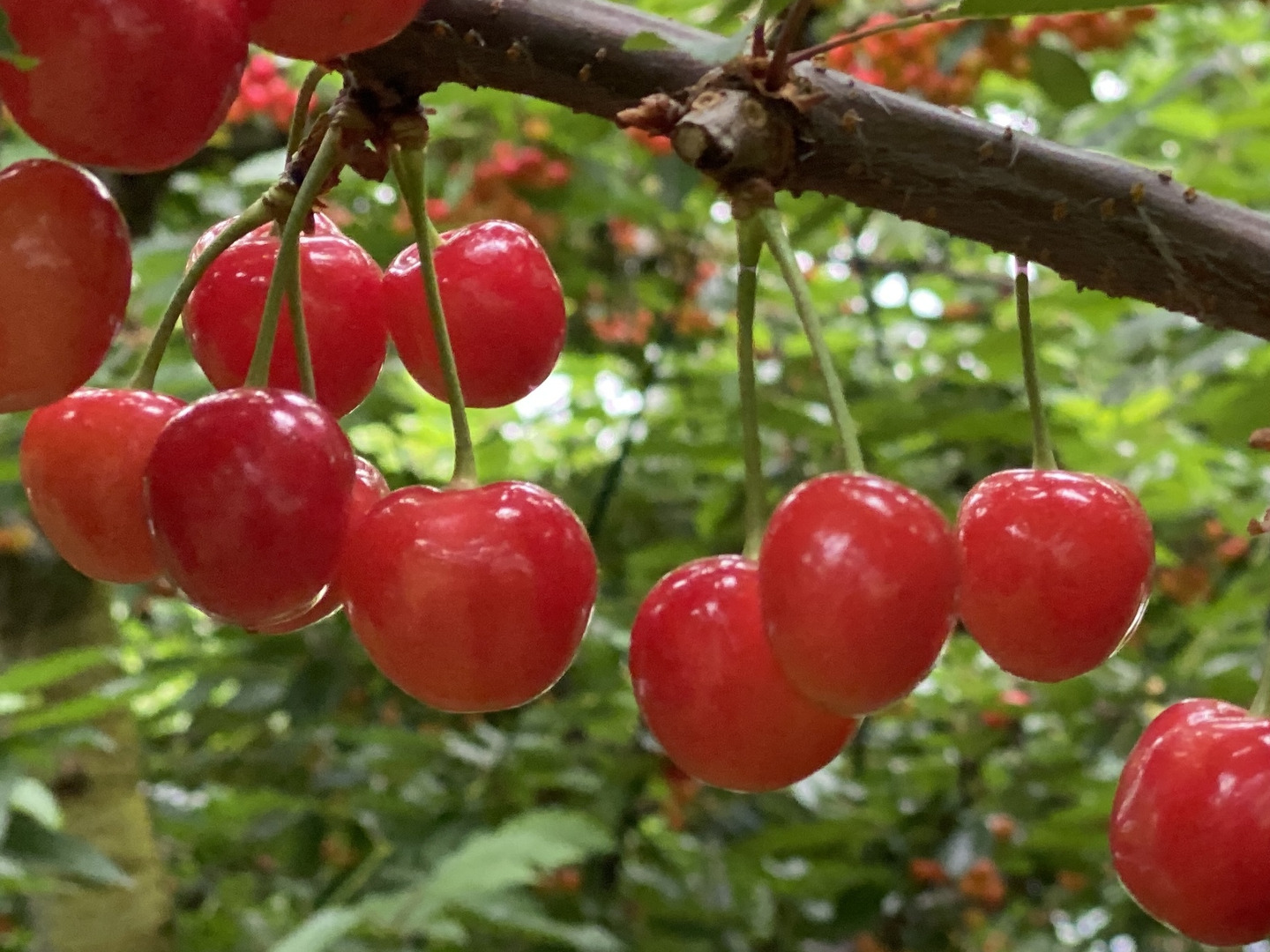 さくらんぼ食べ比べ🍒7品種から旬の2品種をお届け！佐藤錦や紅