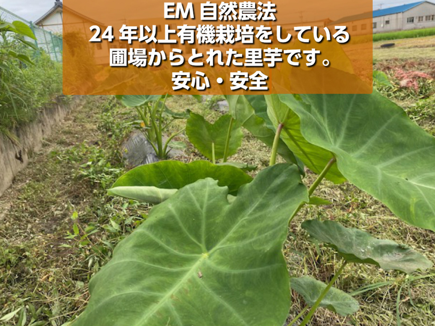 堅実な究極の 農薬・除草剤・化学肥料不使用 里芋 （超小粒）さといも フラワー・ガーデニング