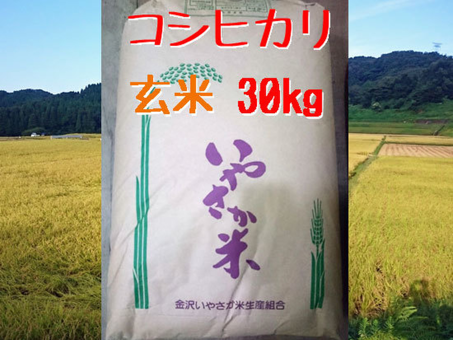 令和6年産 コシヒカリ 玄米 30kg【金沢いやさか米】：石川県産