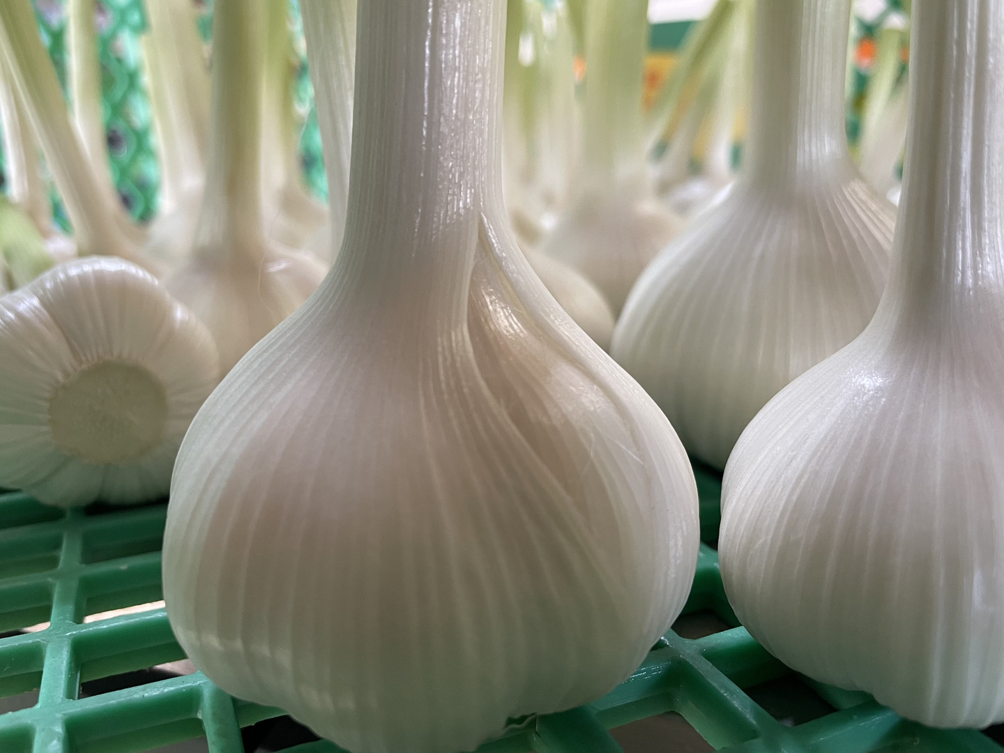 農薬・化学肥料栽培中不使用！黒にんにく（300g）：香川県産の
