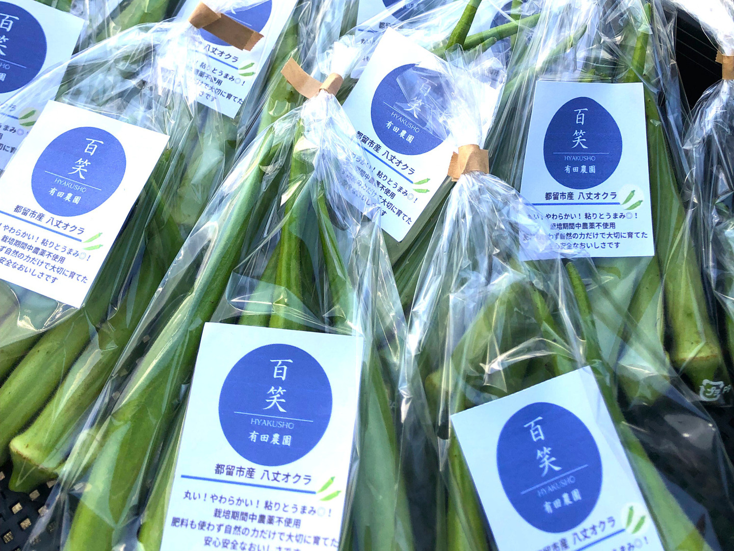 固定種 栽培時農薬不使用 オクラ オクラ の 種類