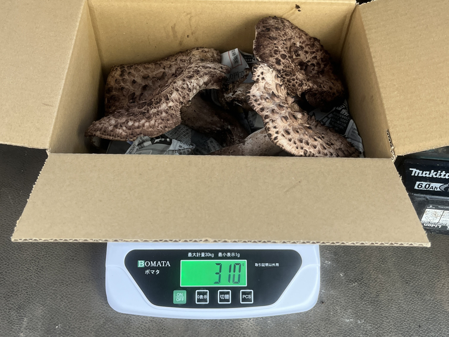 予約開始】超希少！幻と言われる天然キノコ🍄『香茸』はマツタケ