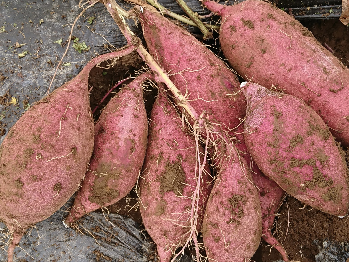 熟成さつまいもS〜Lサイズ🍠食べくらべ(安納芋紅はるか5kg