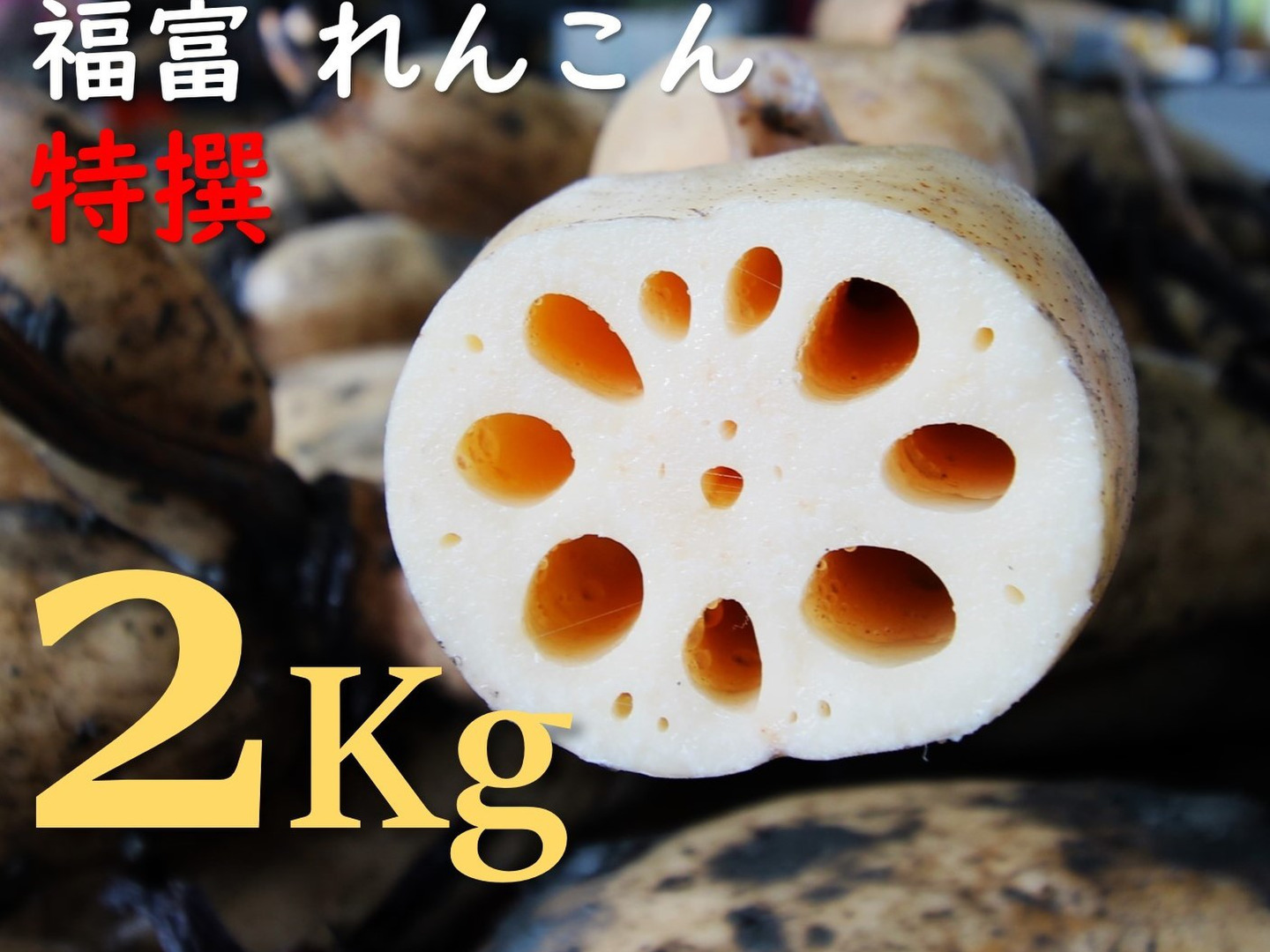 上品な 白雪姫のような白さ！獲れたて新鮮、福が富む♪福富れんこん（2 衛生日用品