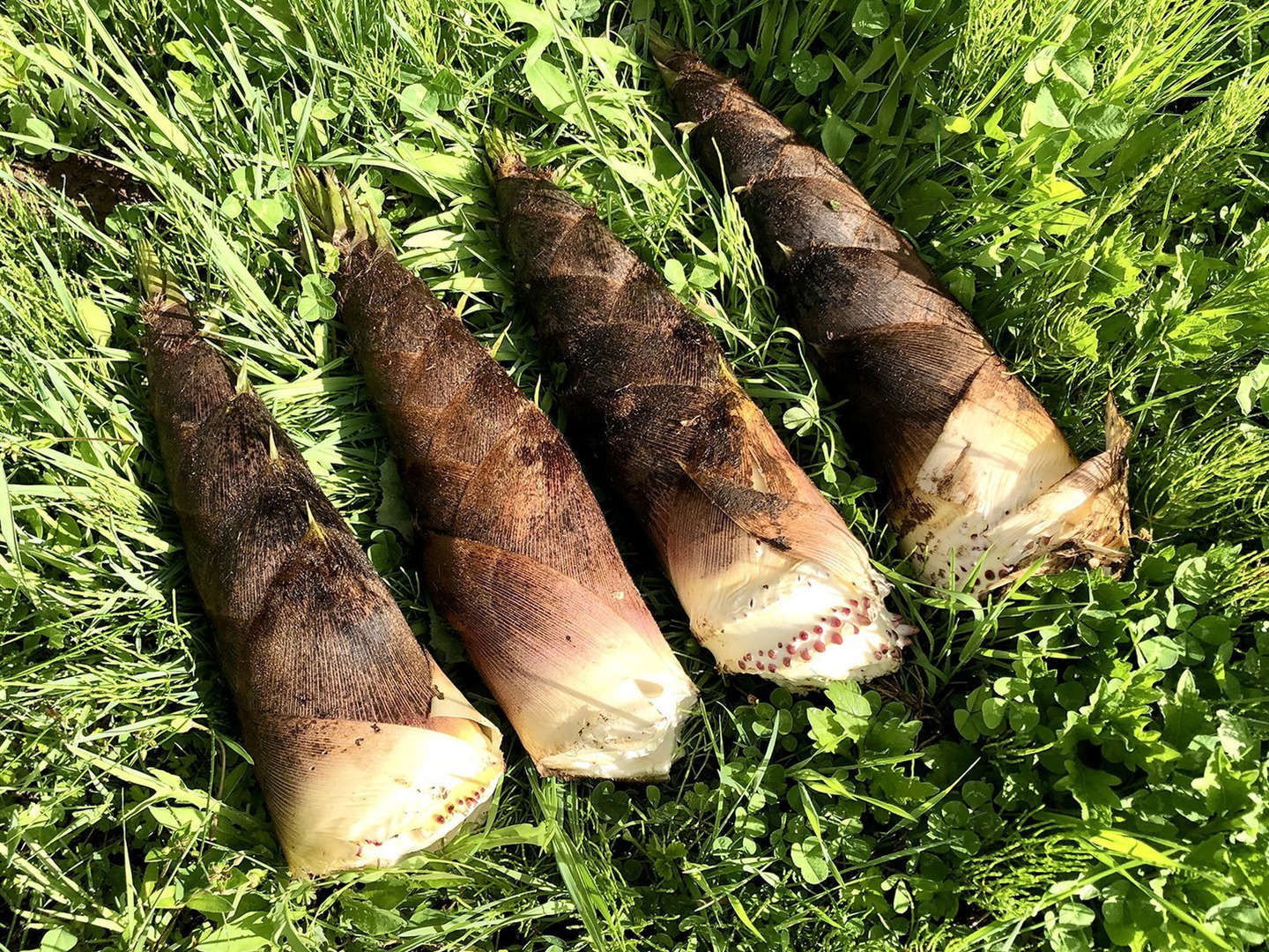 山形産】天然・孟宗筍（3kg）孟宗竹のタケノコ・たけのこ