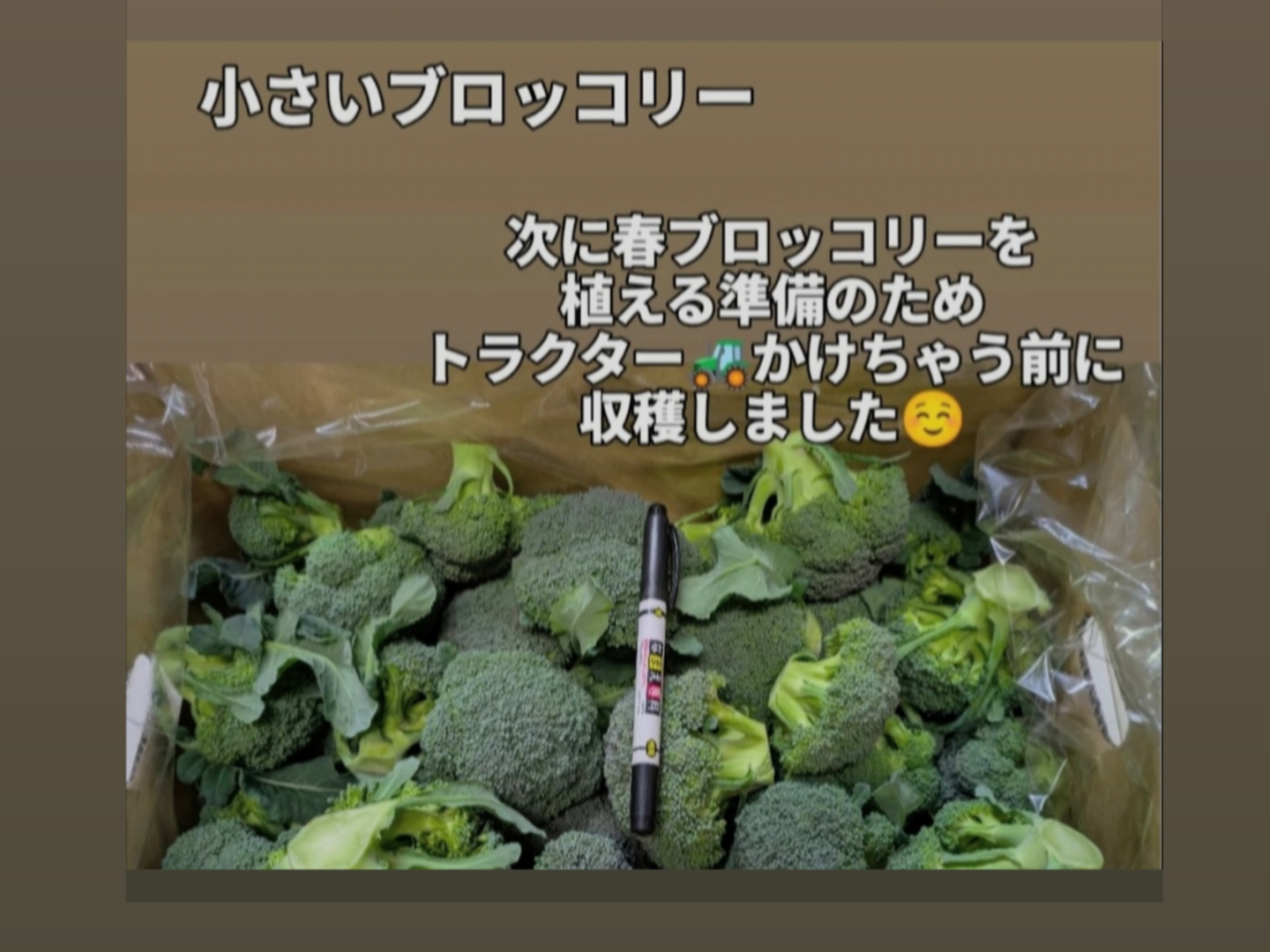 公式ファッションブランド通販サイト 3キロ入り小さいブロッコリー：愛知県産の野菜｜食べチョク 野菜