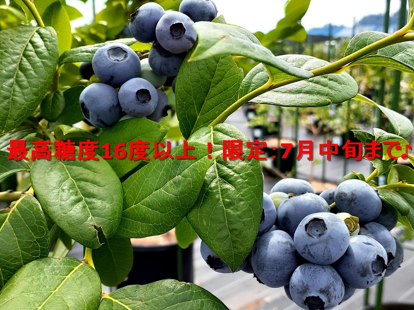 Blueberries on sale from 2025! - YouTube