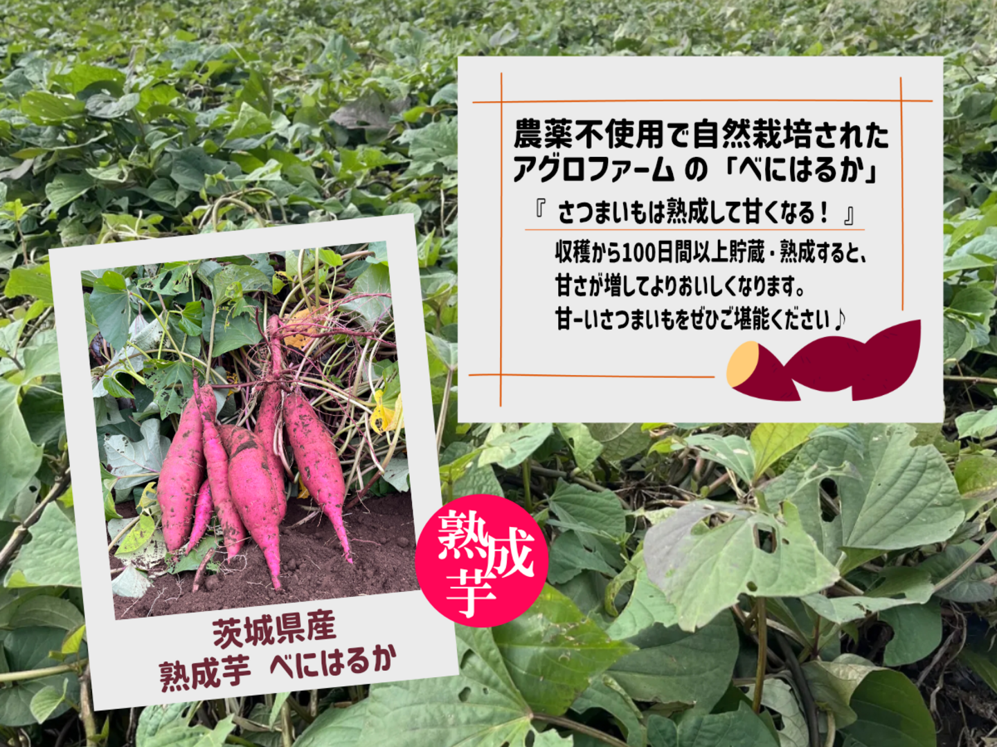 〇 100日間以上熟成しました 〇【限定特別価格】 熟成芋🍠農薬不