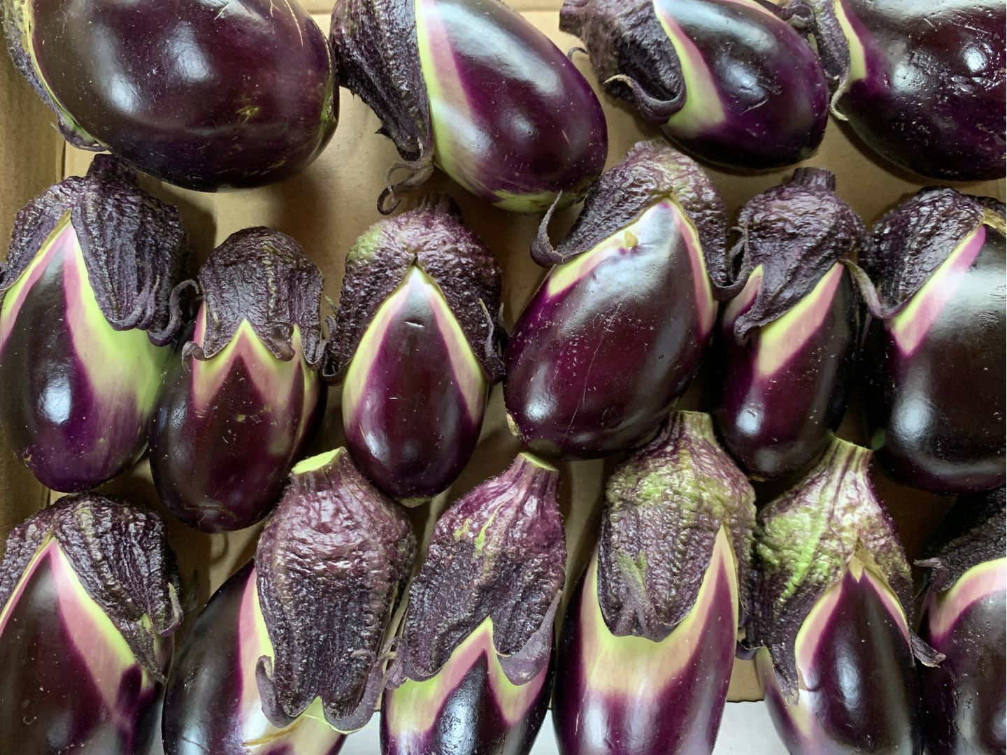 なす様 5f7e53f482bce3c9721f1cf82c36a8