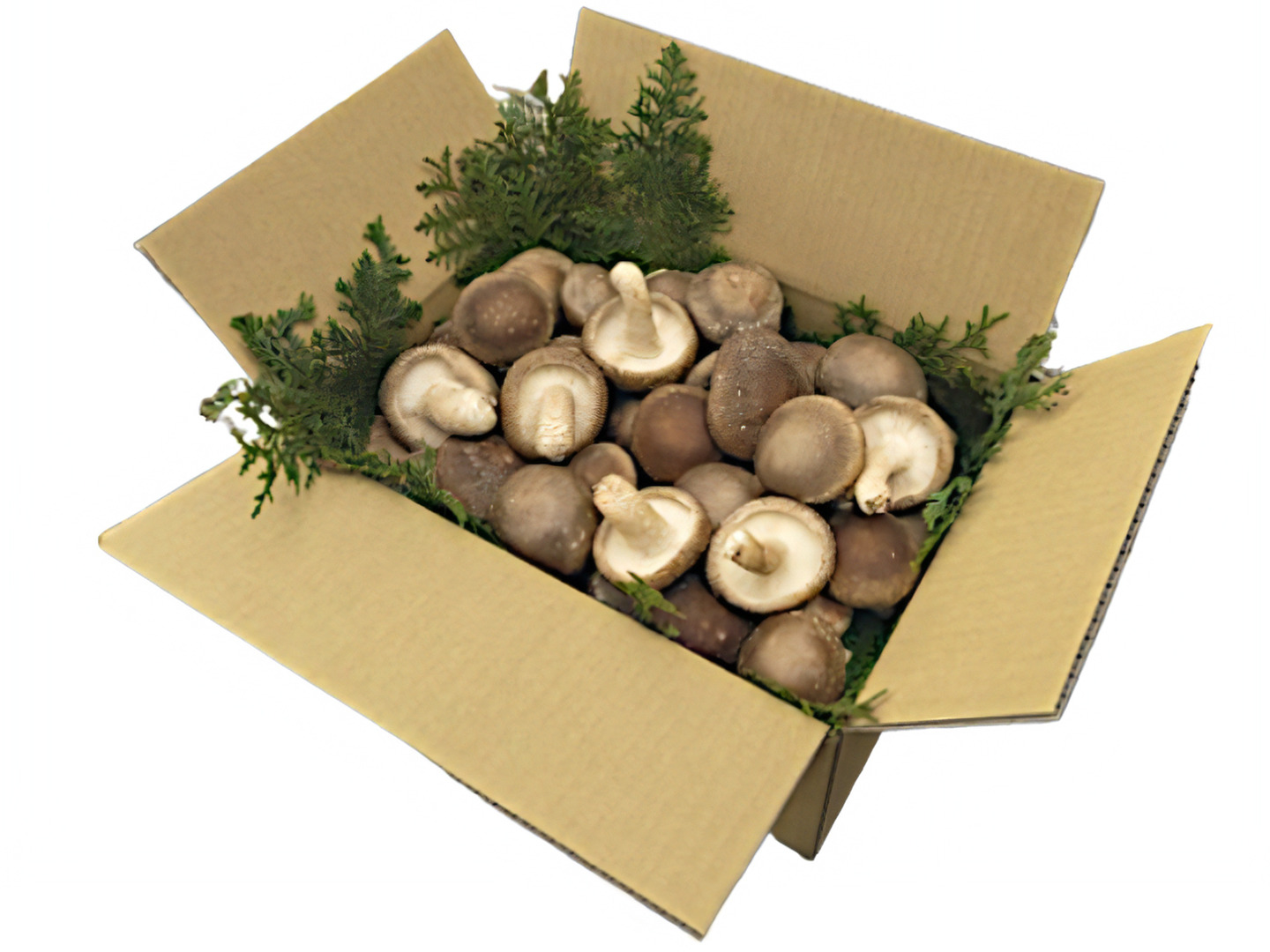 独特な 原木椎茸 1kg【春子のご予約】3月10日頃から発送「のと 肉厚 生 野菜