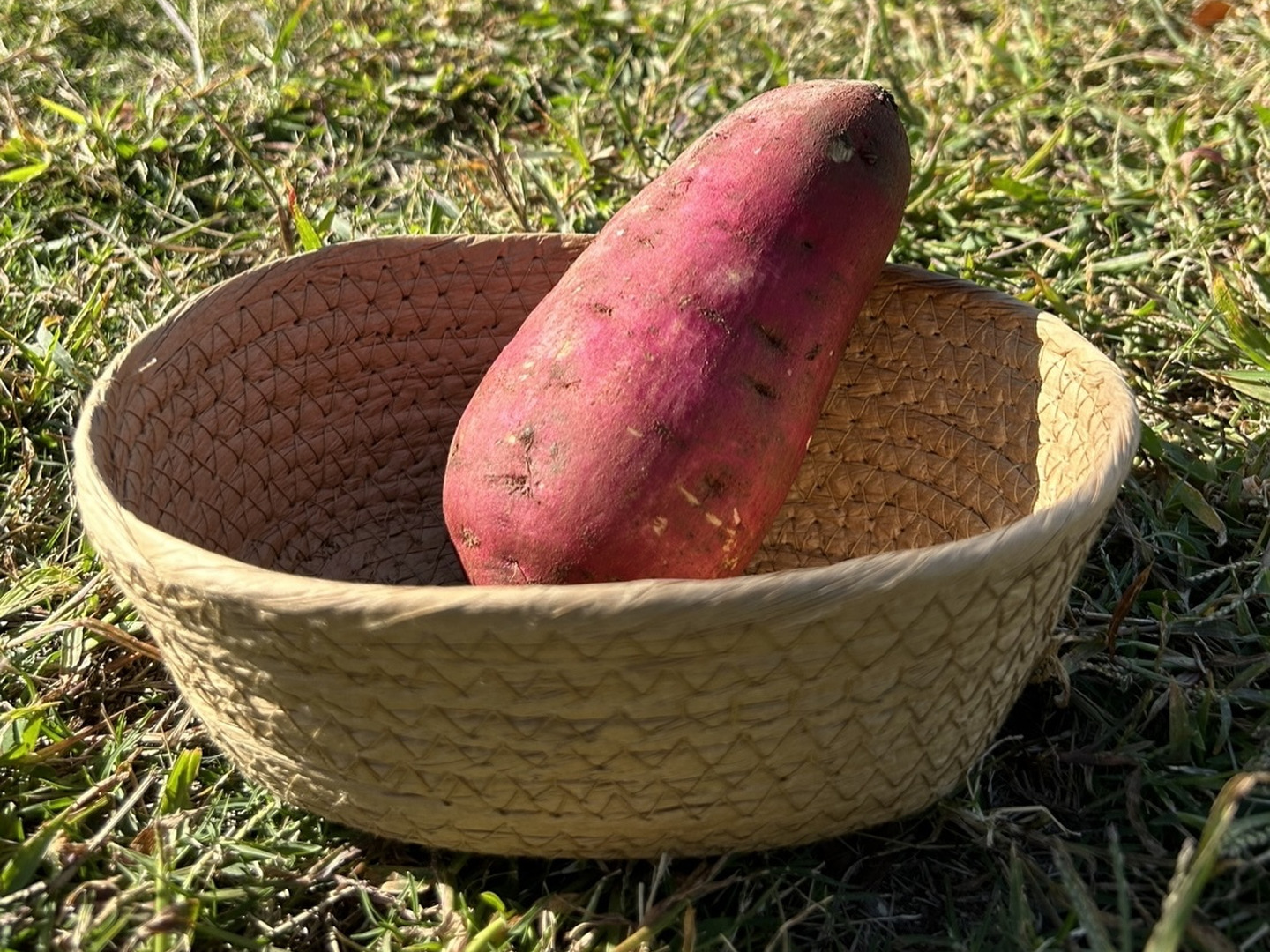 紅はるか、とったど〜】紅はるか2kg(箱入) 10月以降～発送予定
