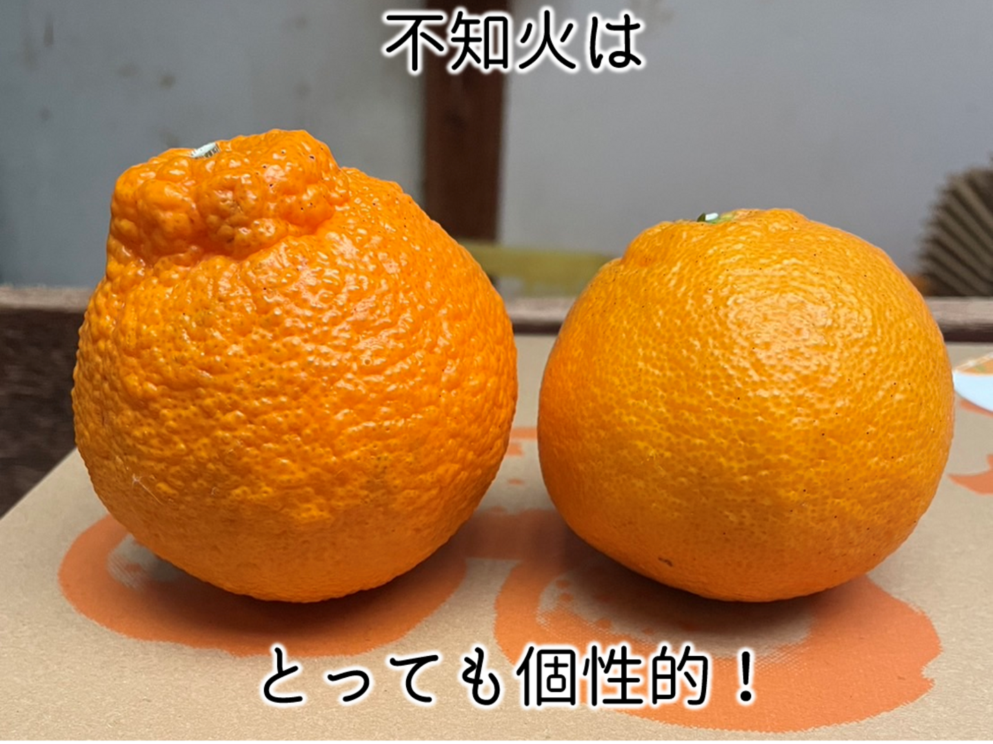 国内外の人気集結！ 予約】 不知火 (しらぬい) おまけの黄金柑つき！ サイズ混合 2kg 果物