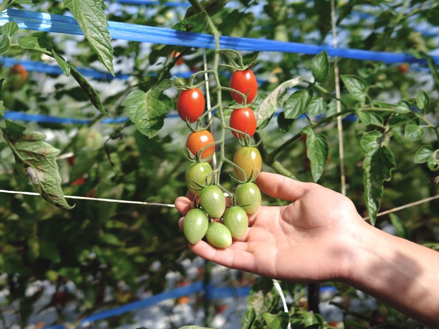 大好評・産直 新鮮ミニトマト アイコ 1キロ | AOTAS FARM 株式会社