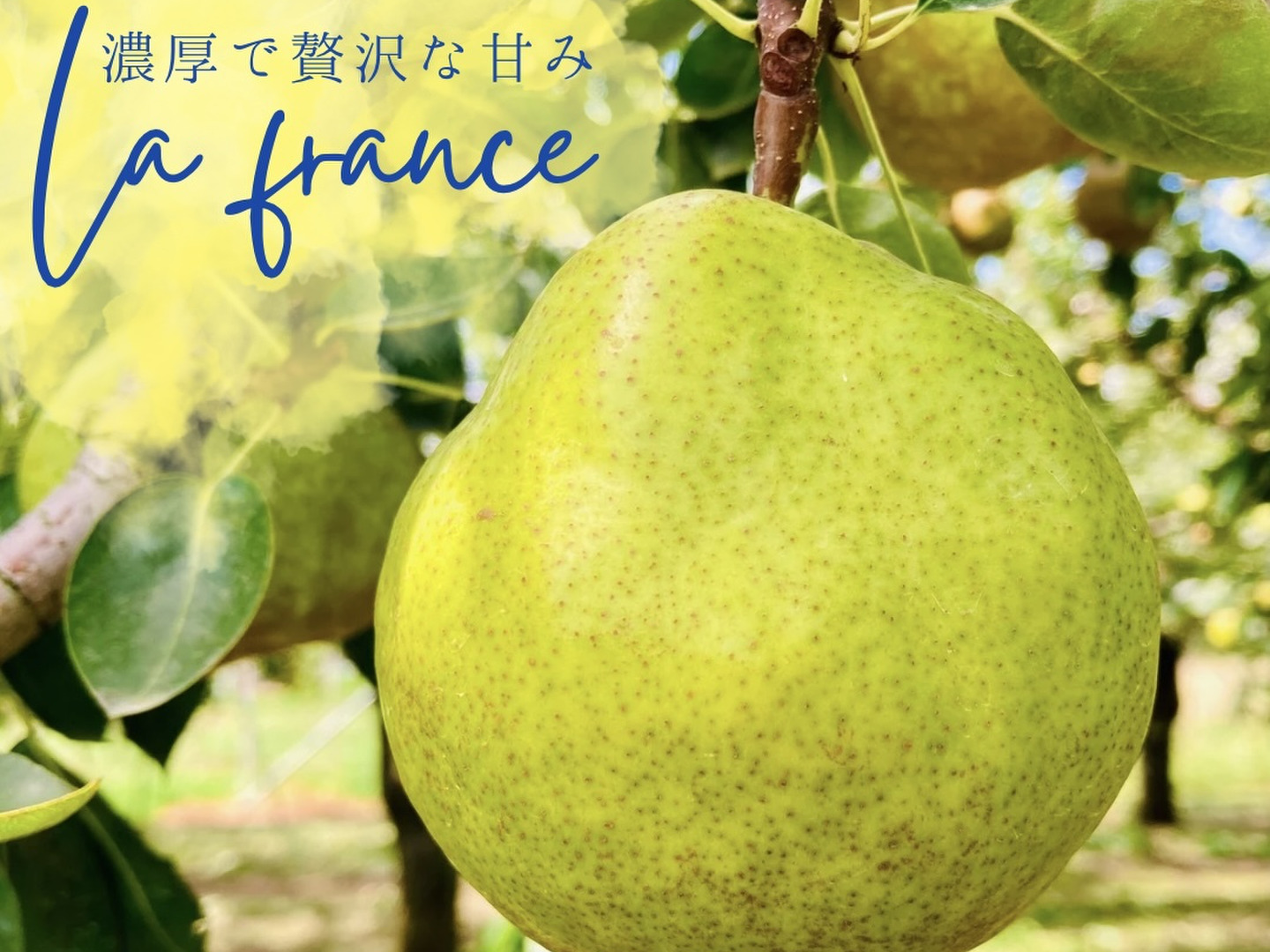 美品 洋梨 山形県 通販でクリスマス 7Lサイズ 果物 - 果物 MỀM