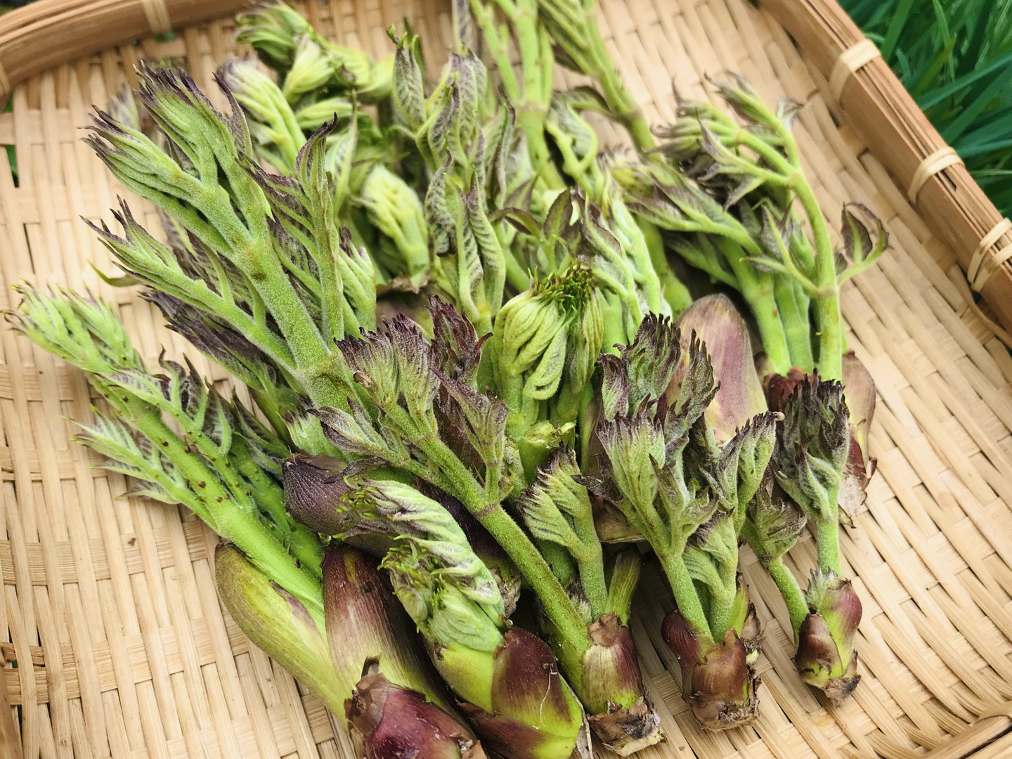 最新モデル 251ae3f8d74159008c3bf5aa5a833f 野菜