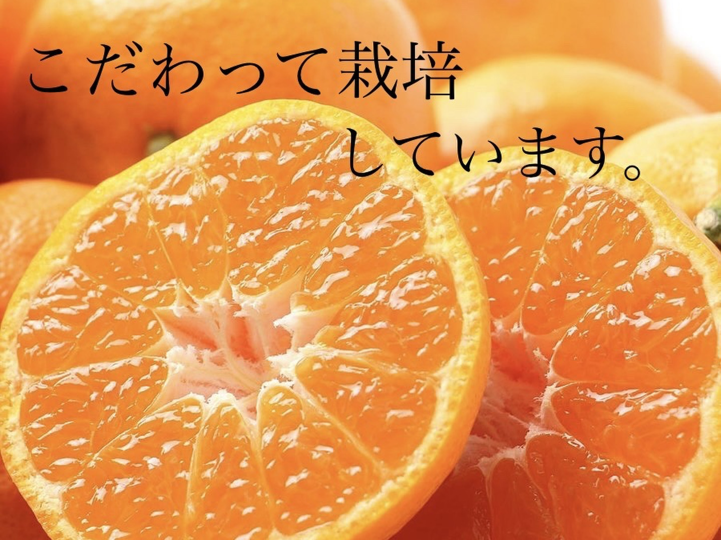 スーパーセール タイムセール 時間 371ea614588d37dd230d094d38be1d 果物