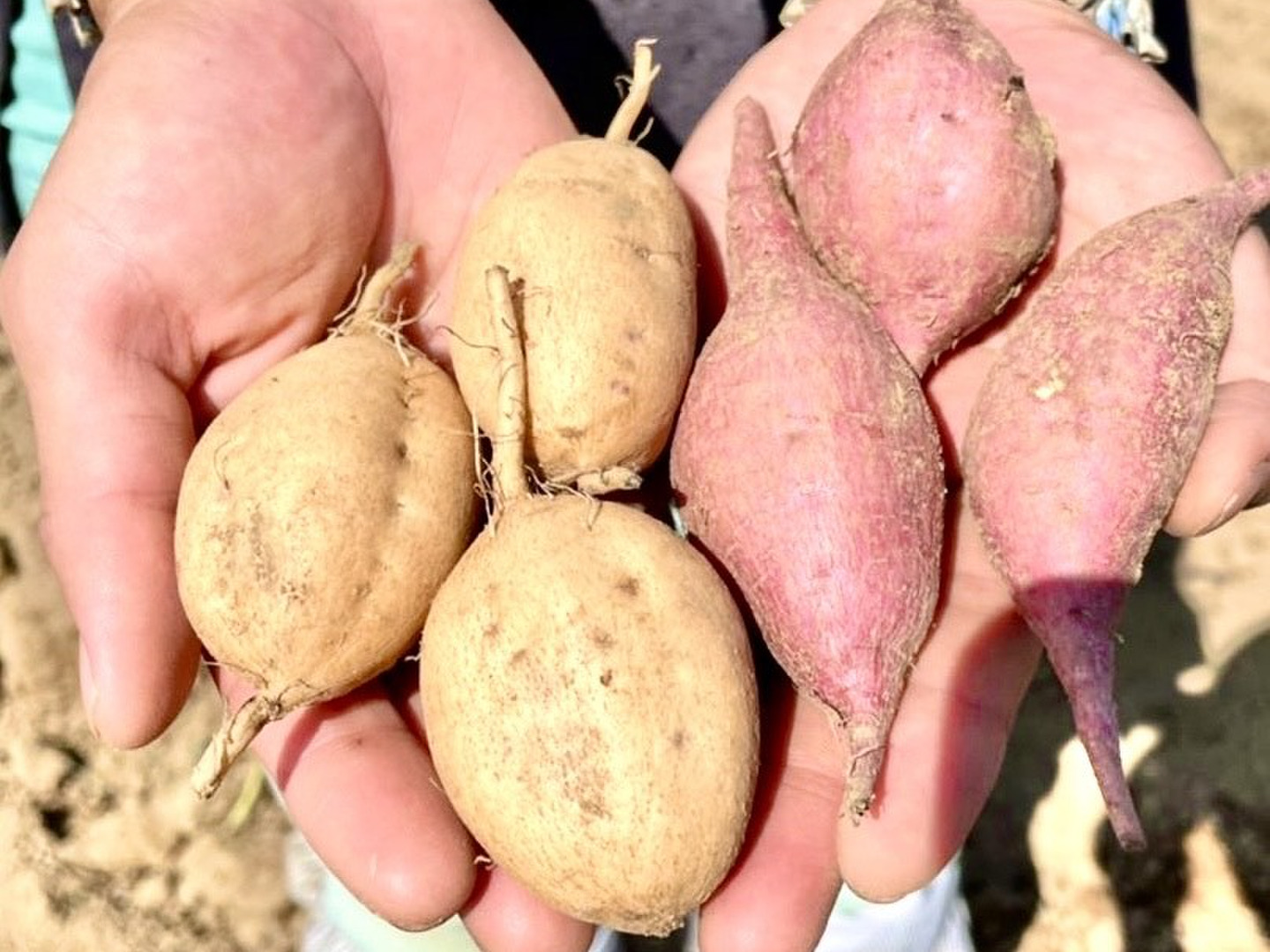 楽天市場】【送料無料】種子島産 ちび安納芋 5kg S〜3Sサイズ